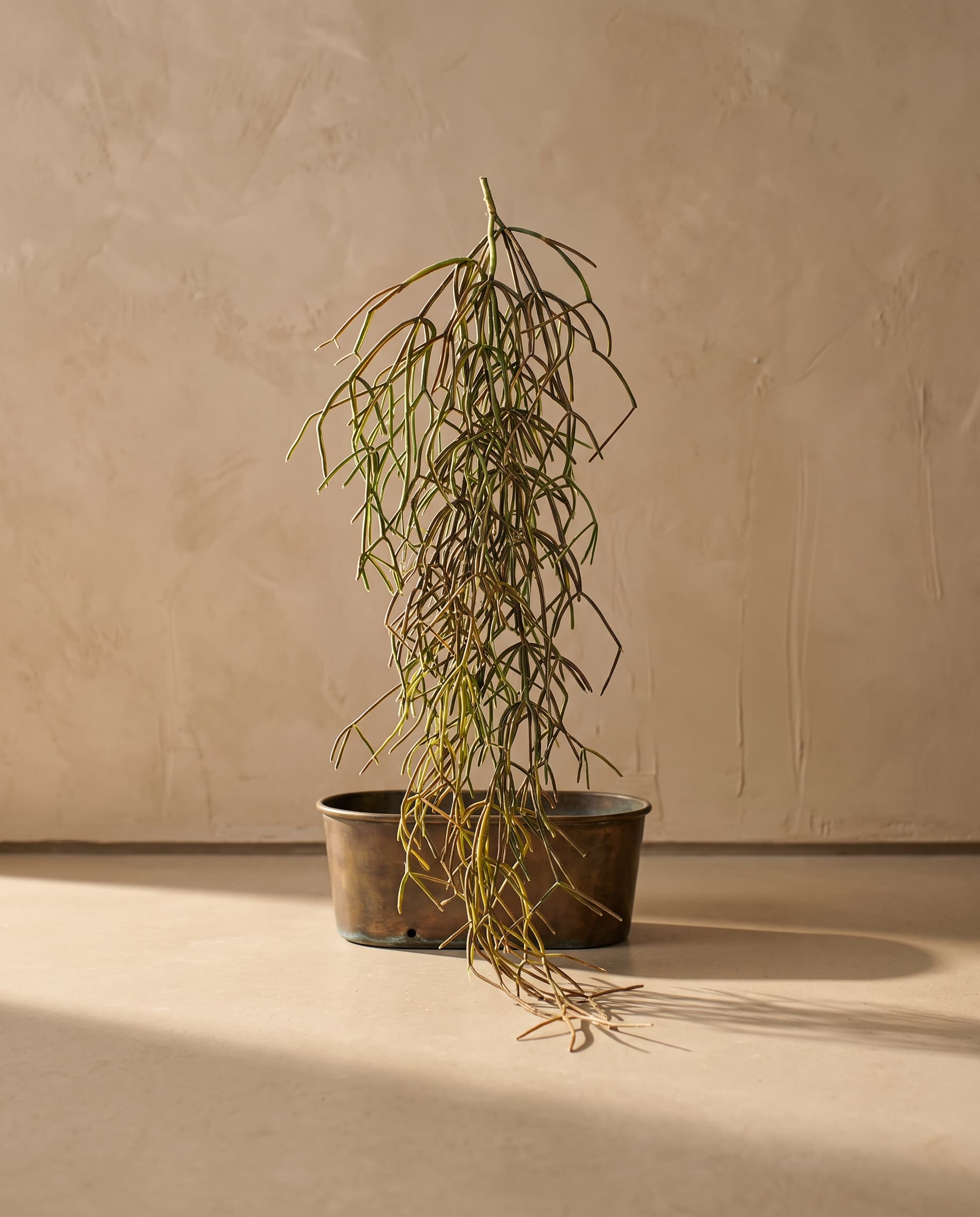 The Rhipsalis (Mistletoe cactus) · 1.2m