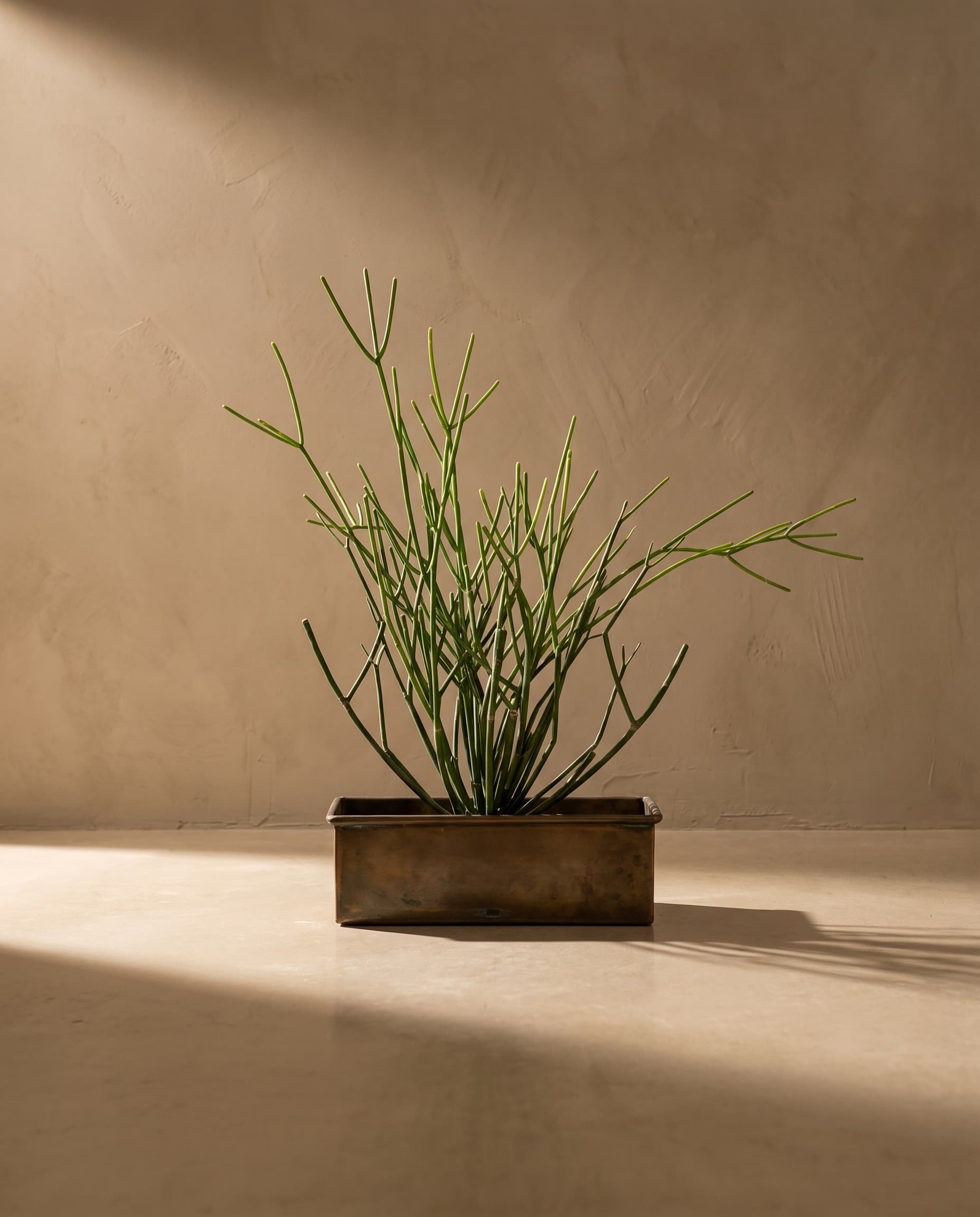 The Rhipsalis bush