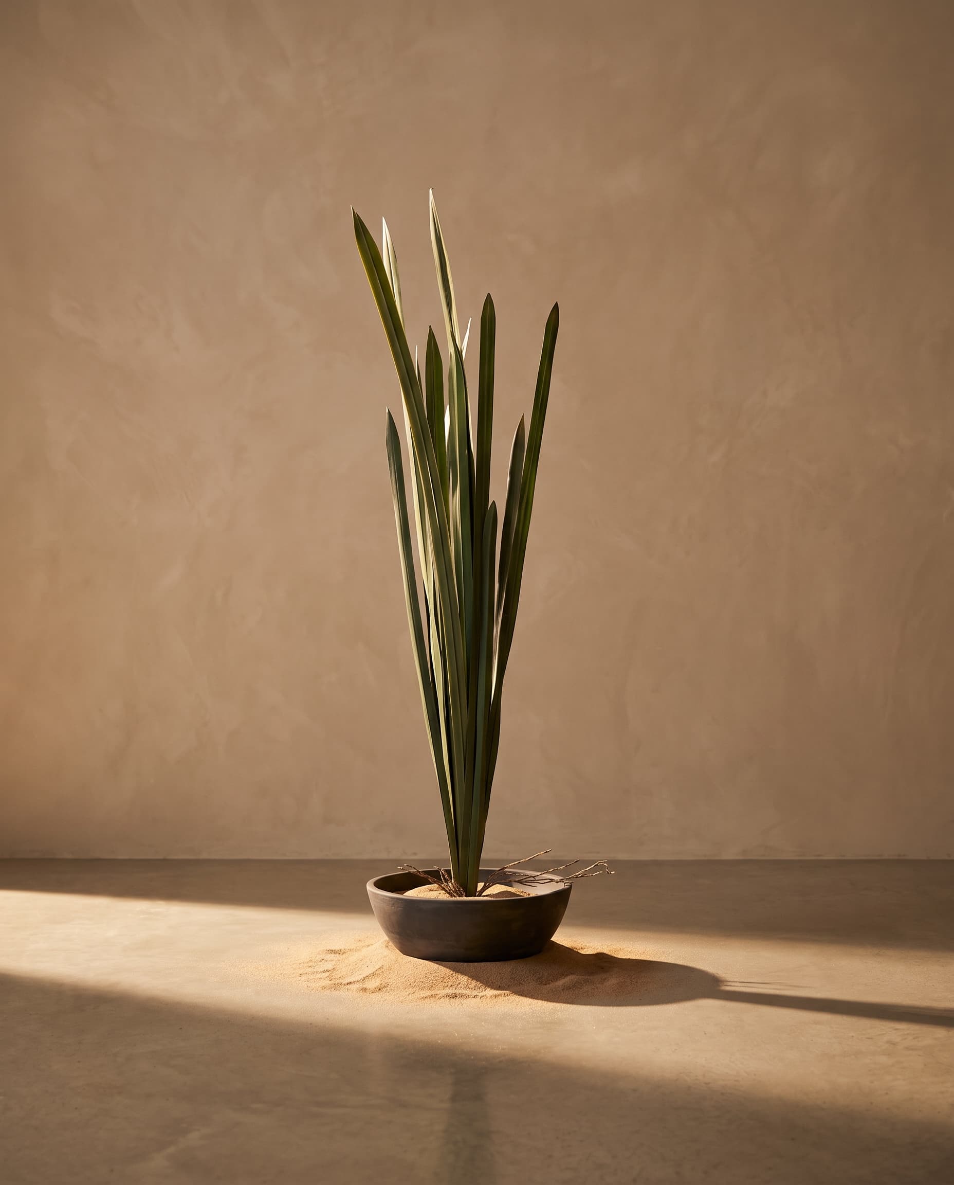 The Yucca