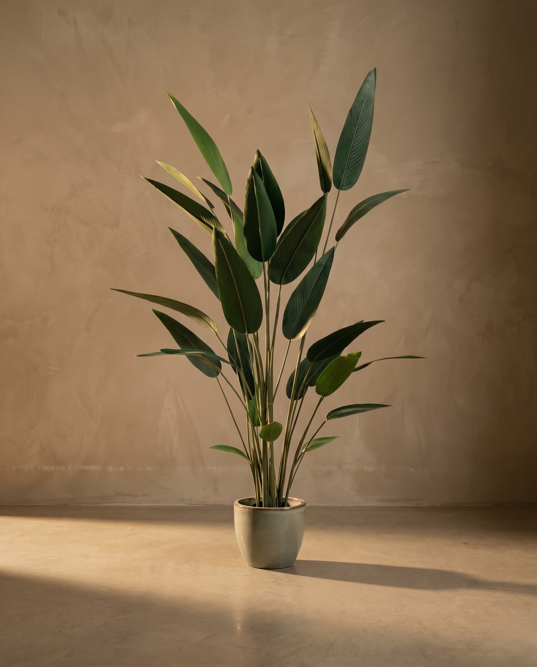The Strelitzia Reginae · 2.1m