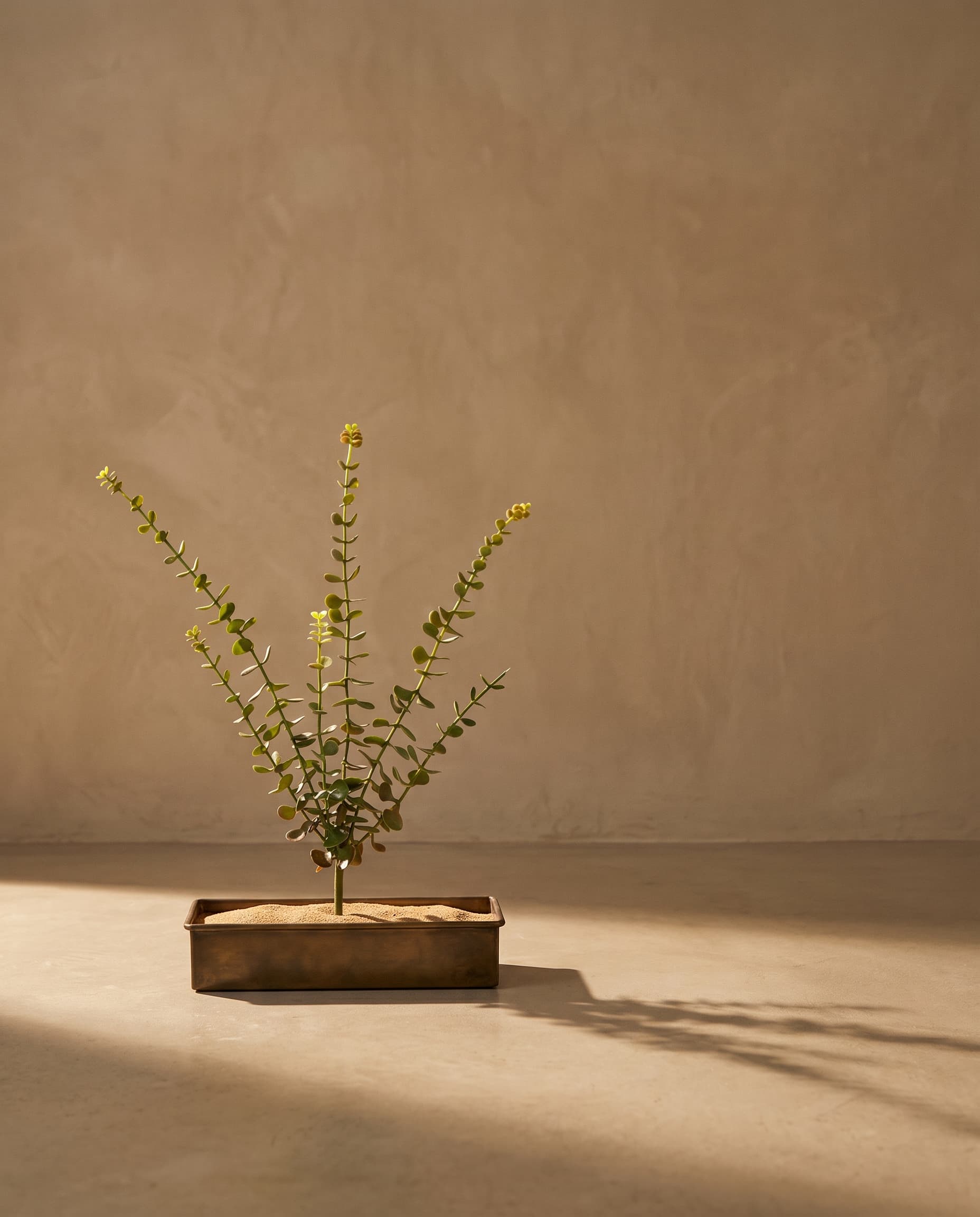 The Portulacaria afra (crassula)