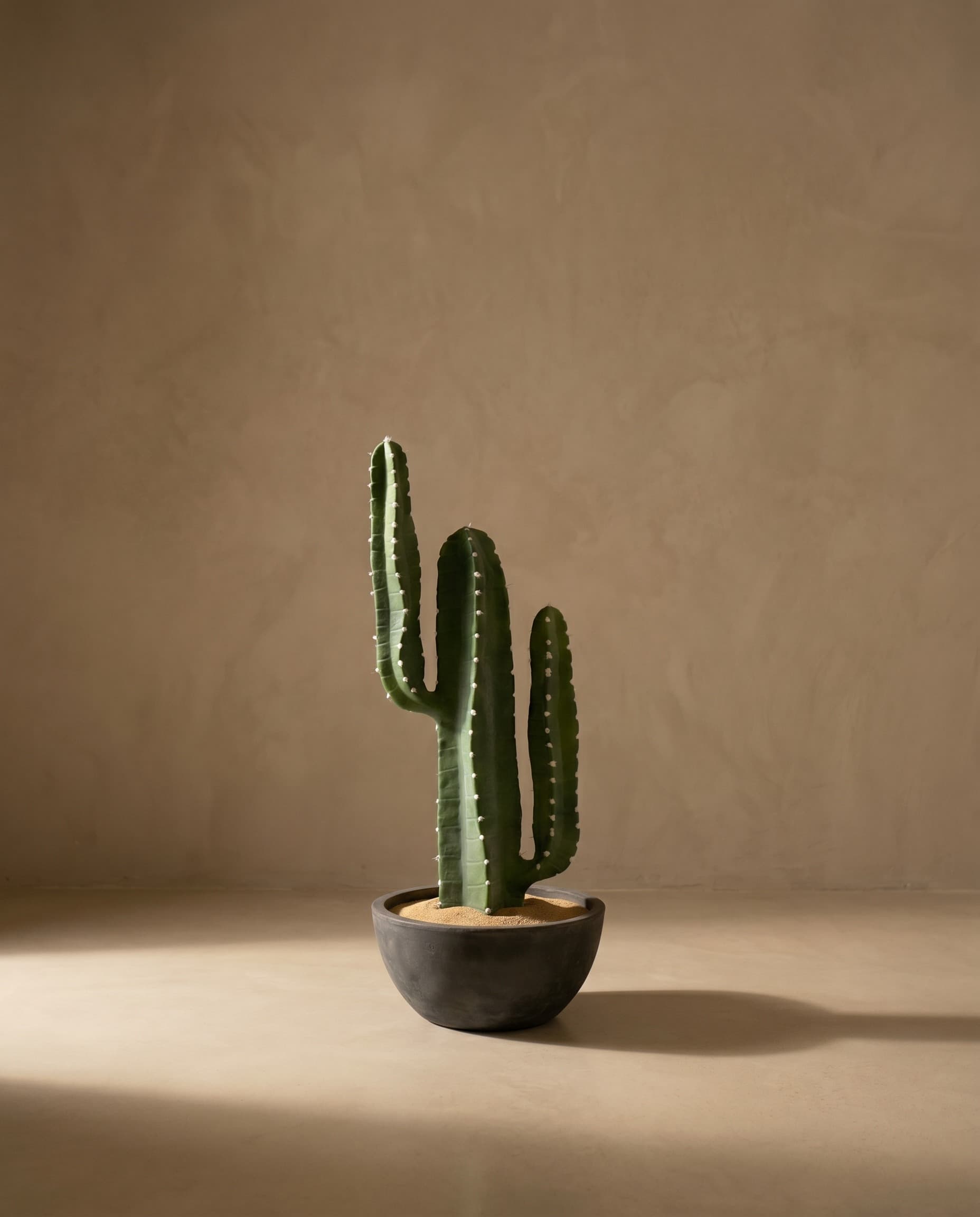 The Cereus Column · 69cm — The Desert