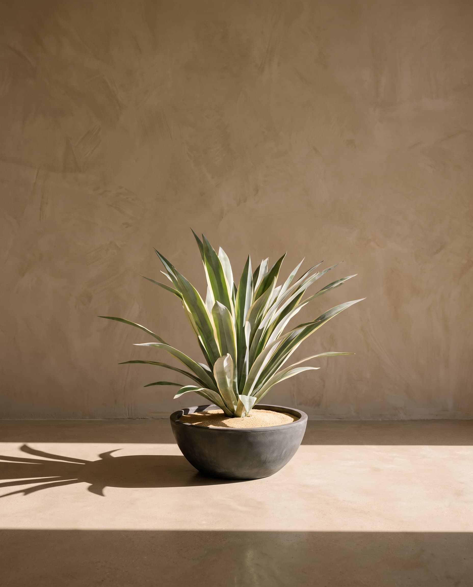 The Yucca · 75cm