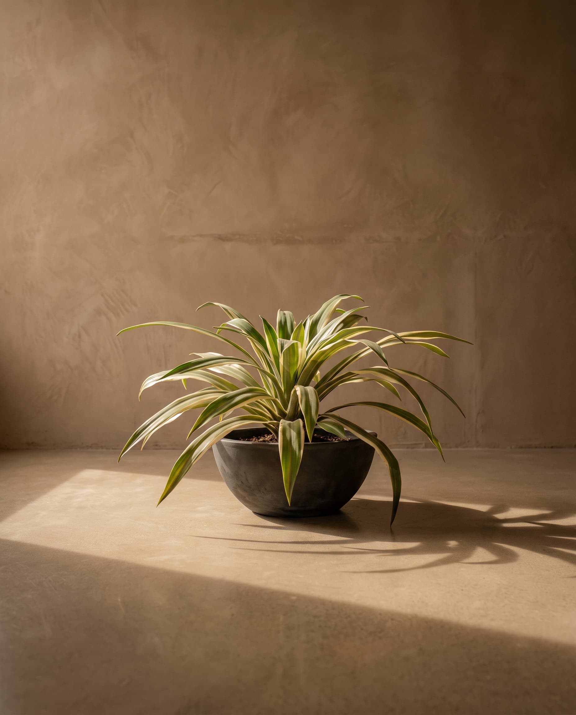 The Yucca · 60cm