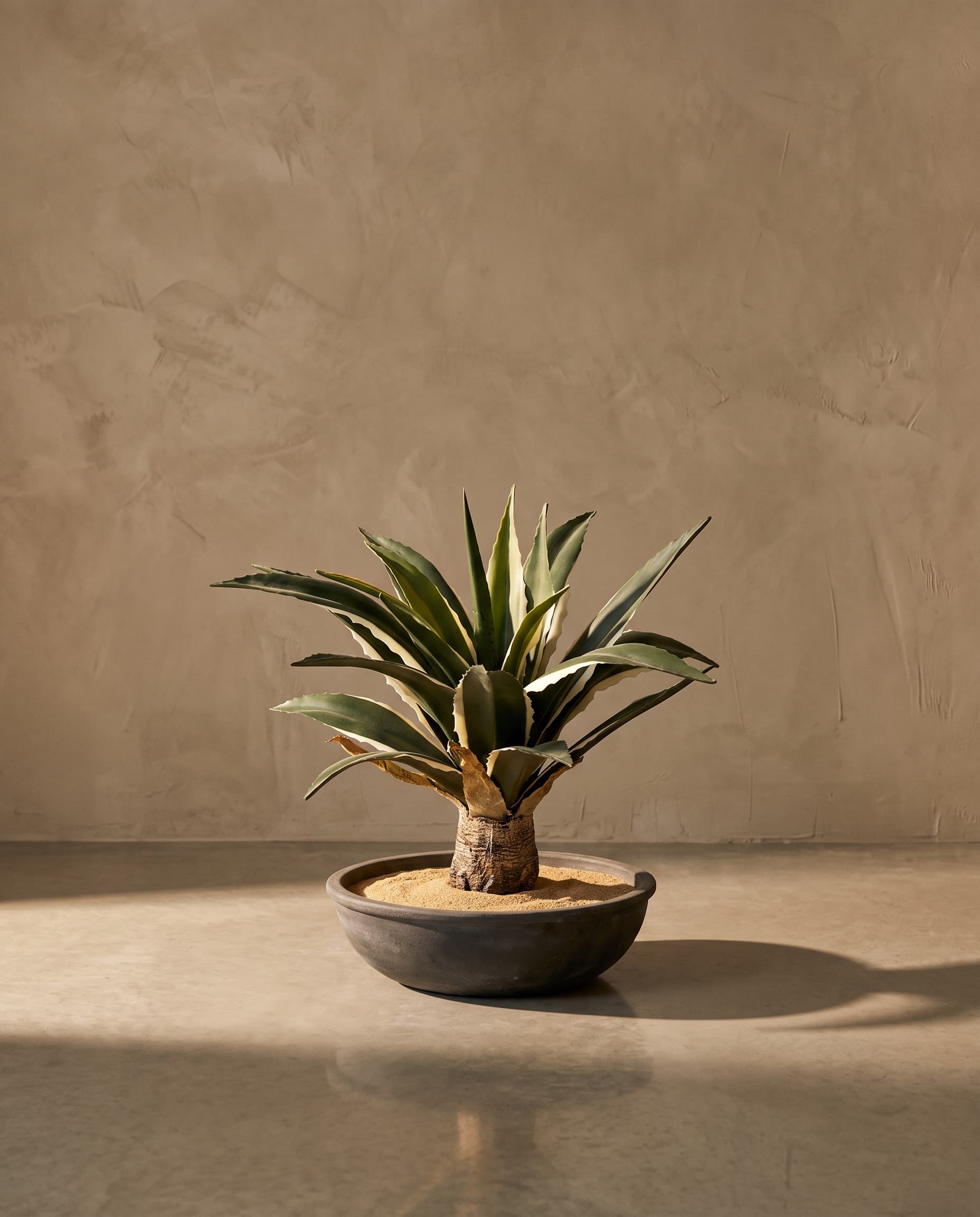 The Agave · 48cm