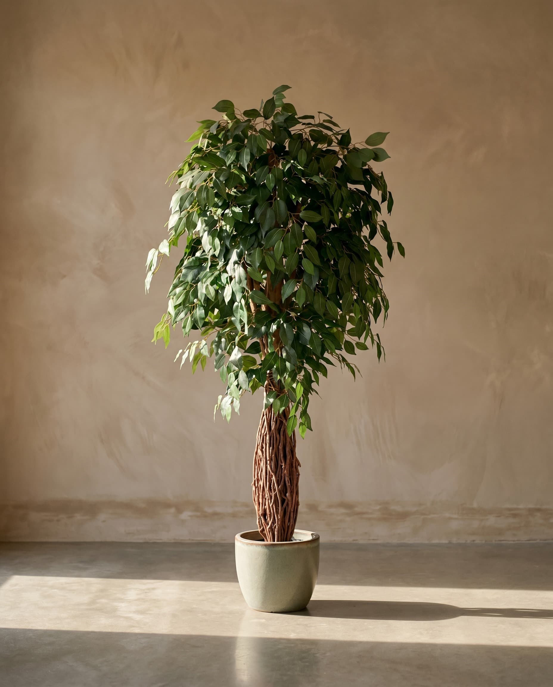 The Ficus Liana · 1.8m — The Sculptures
