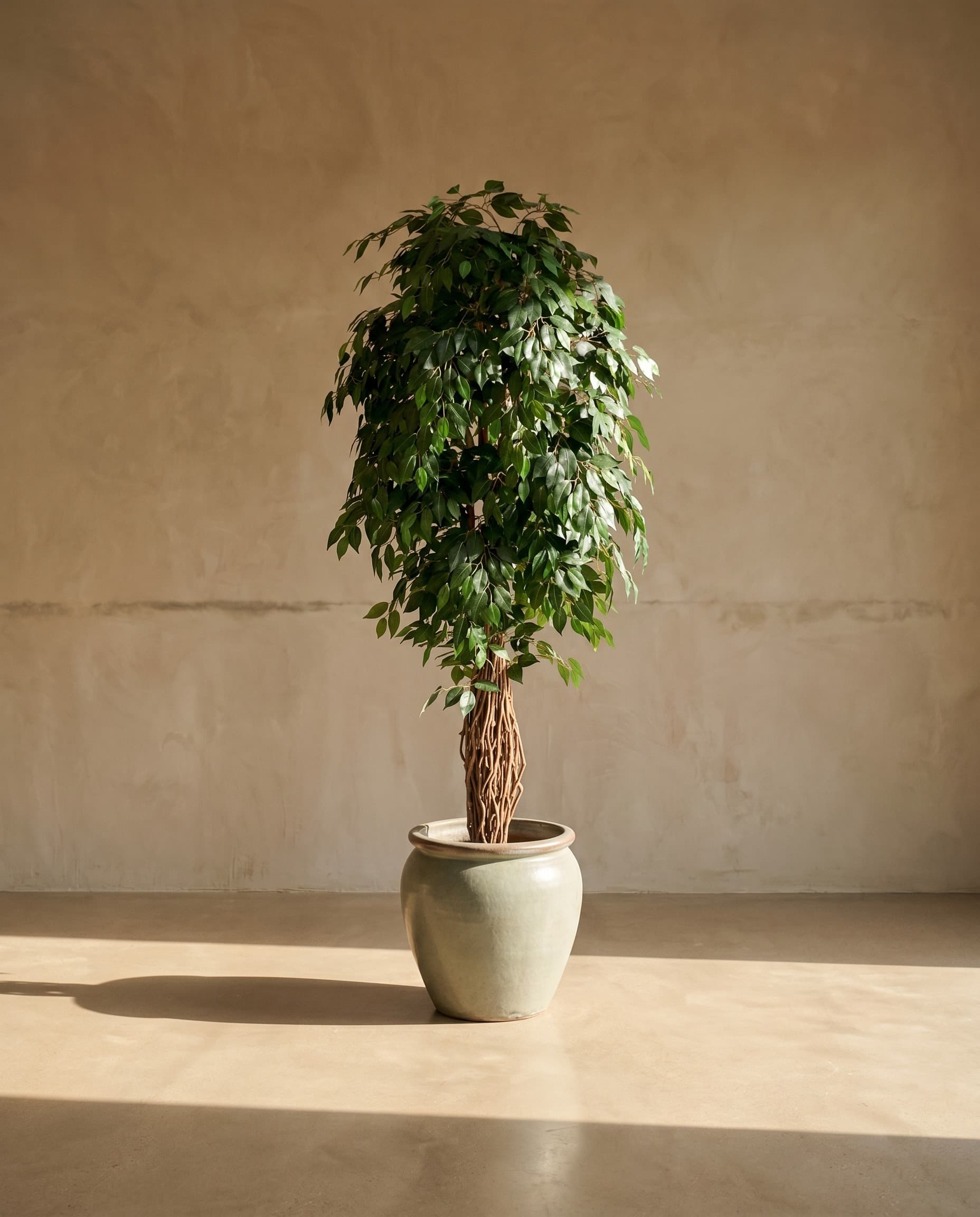 The Ficus Liana · 2.1m — The Sculptures