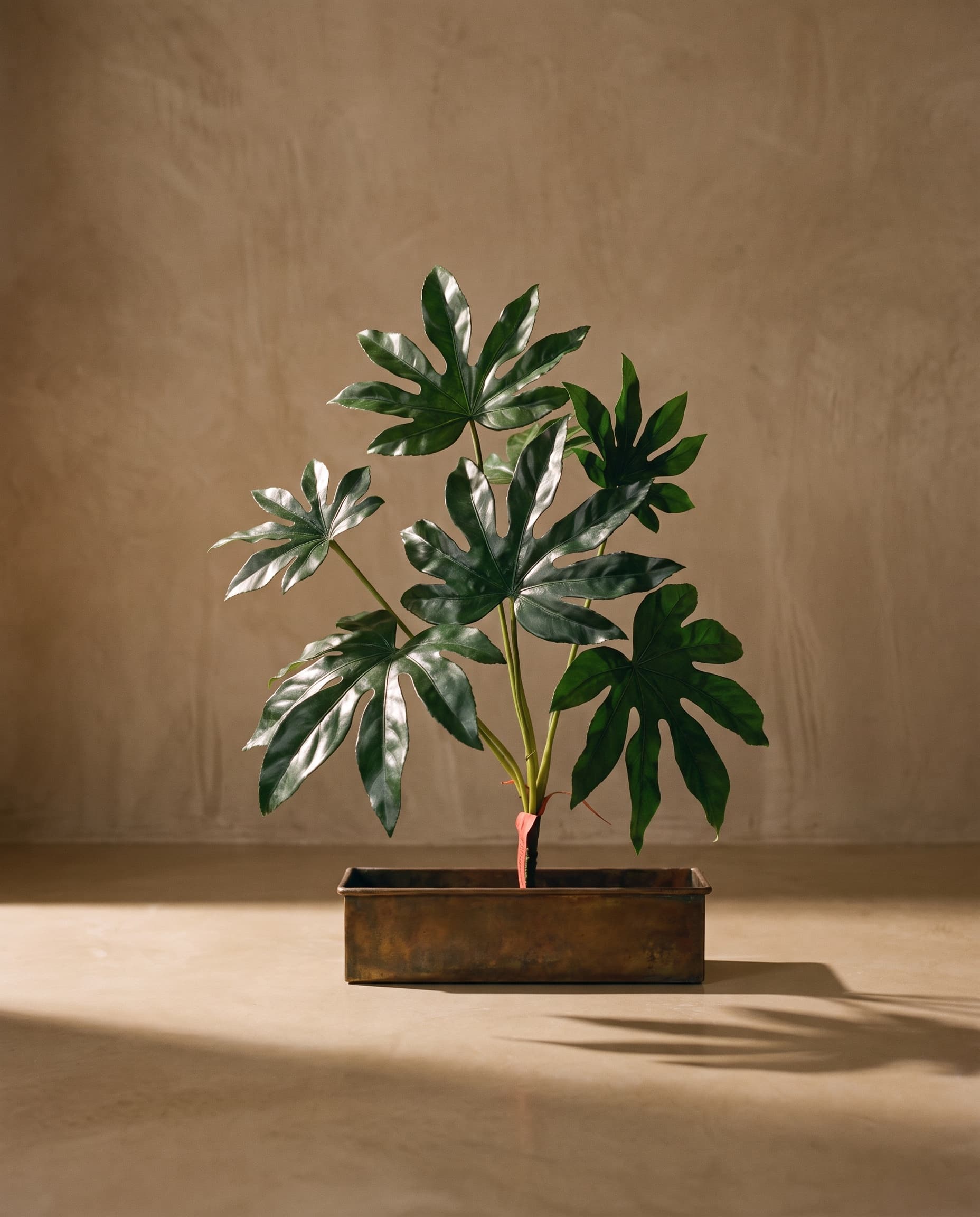 The Fatsia bush of 7 leaves