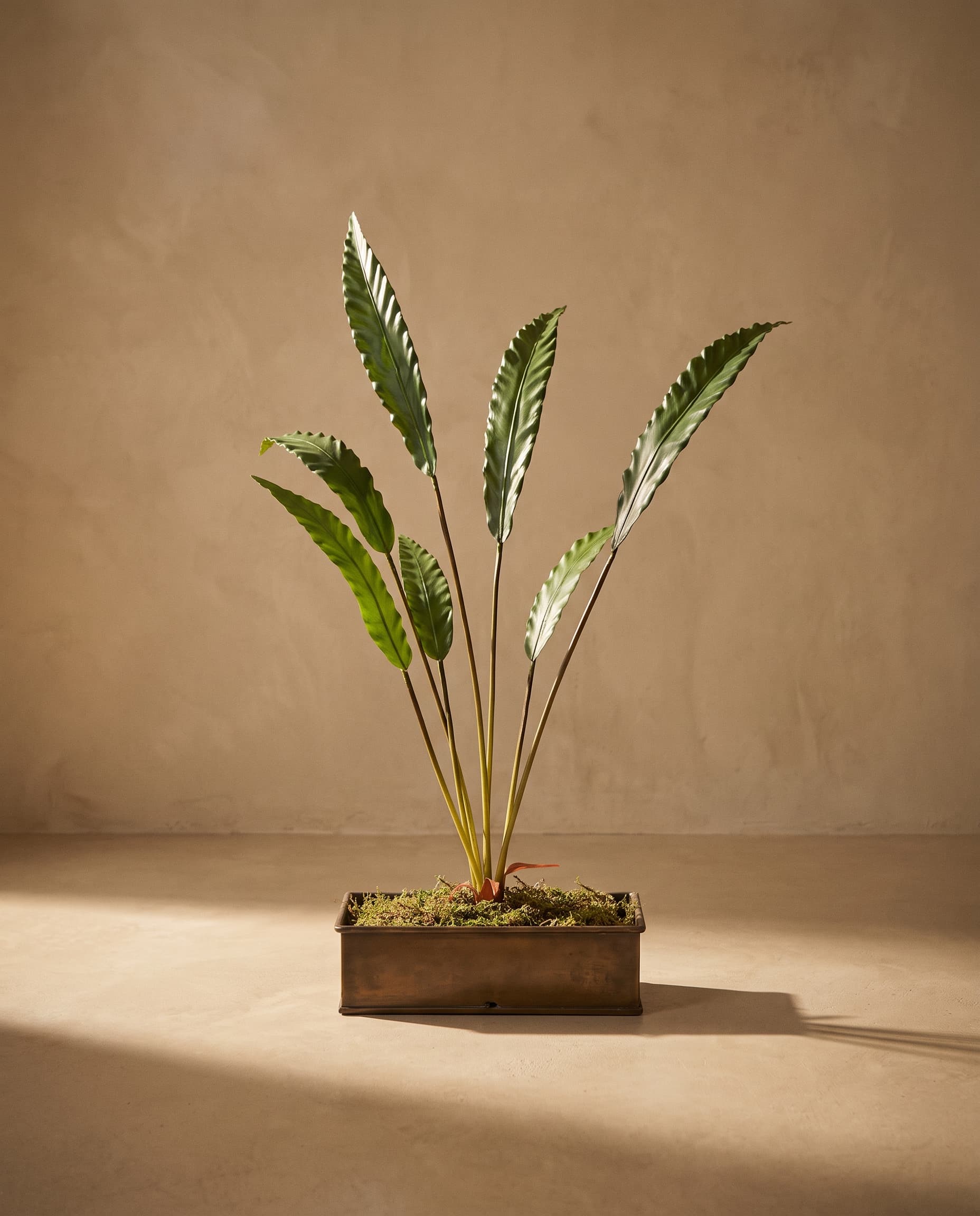 The Calathea rufibarba bush of 7 leaves