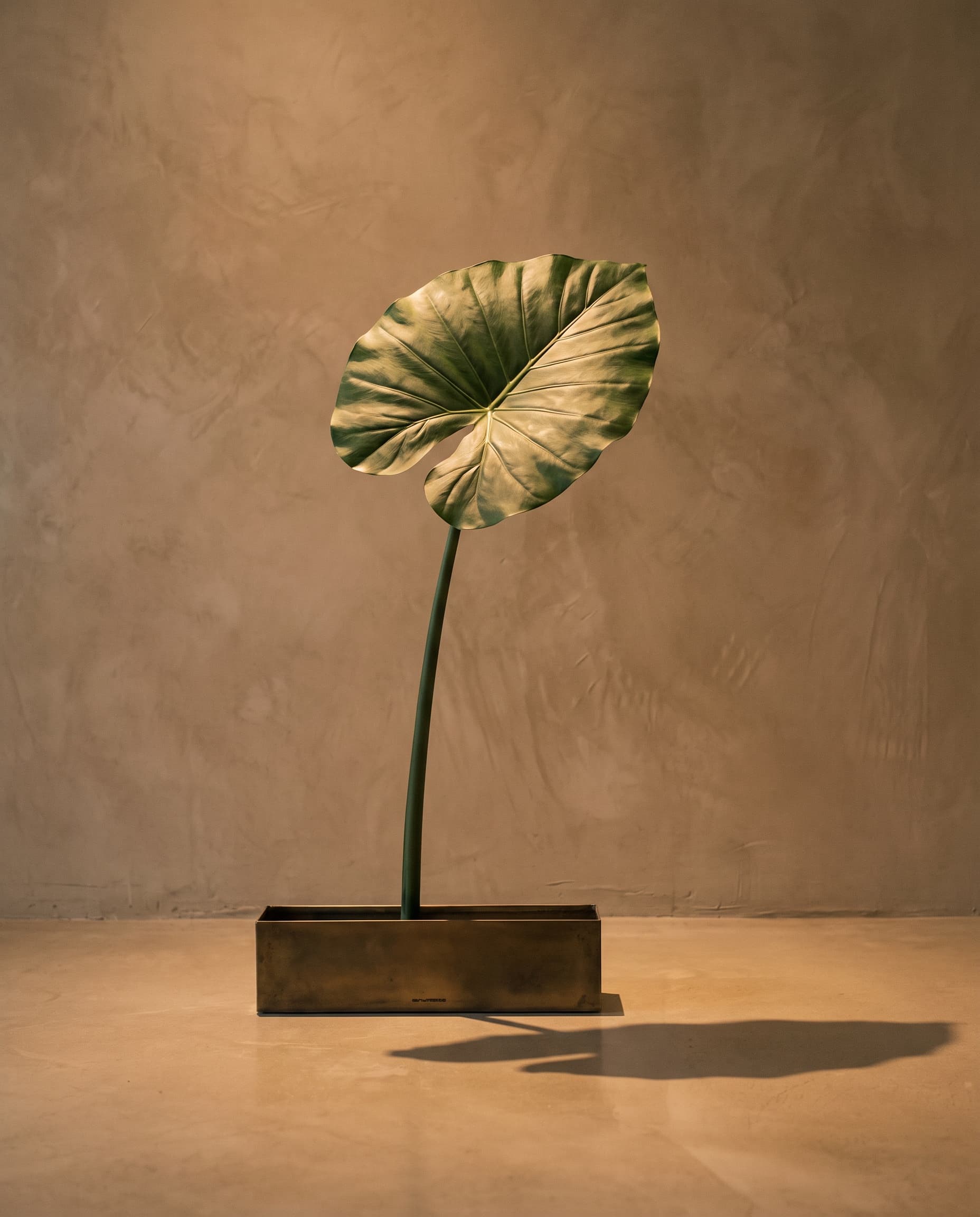 The Alocasia leaf · 80cm
