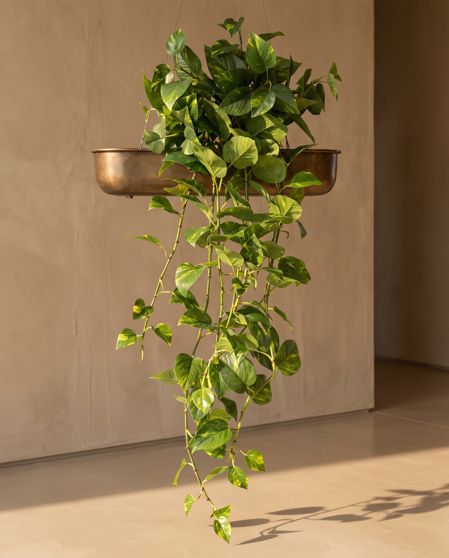 The Golden Pothos hanging bush (Epipremnum aureum) _1