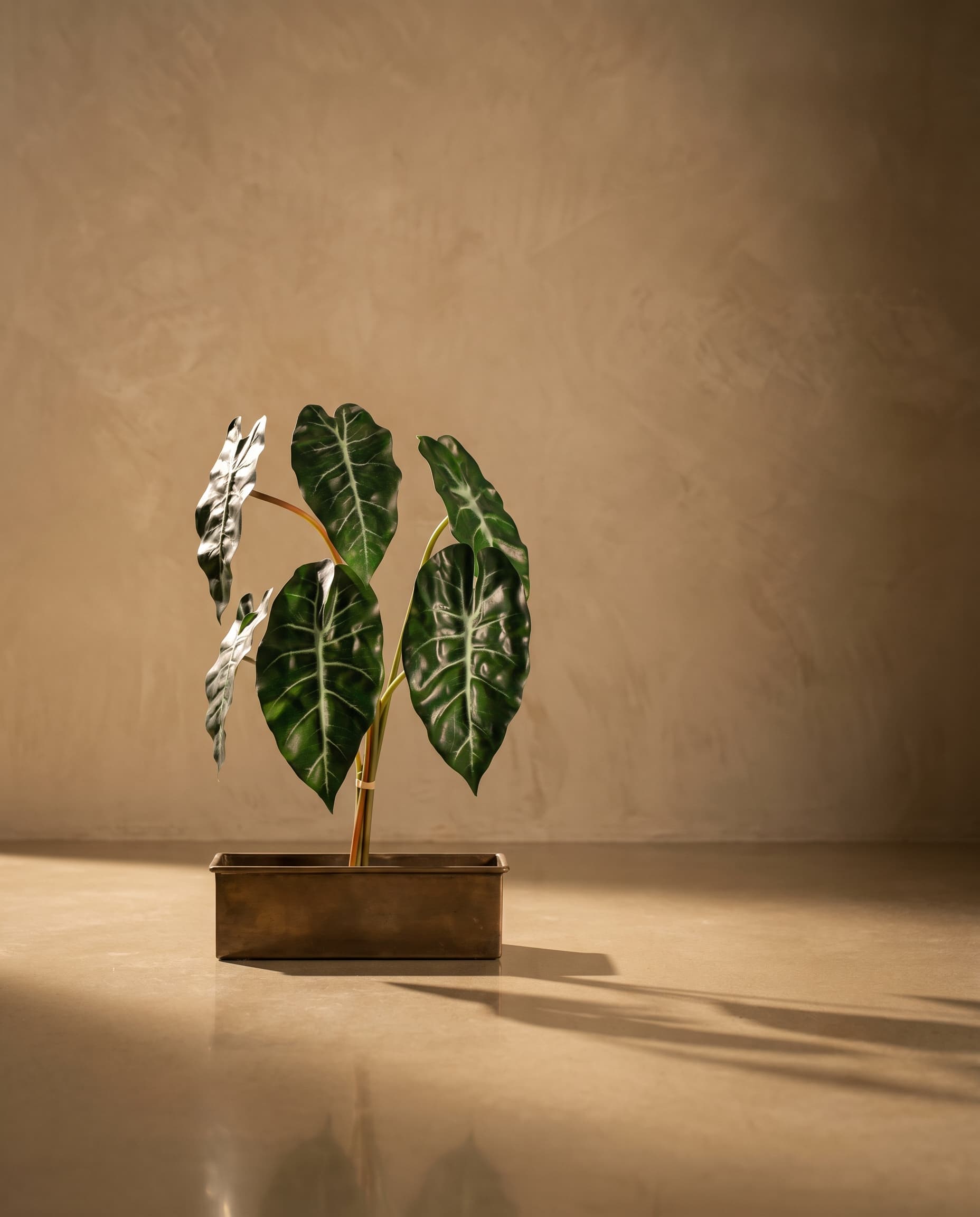 The A bunch of 6 leaves of Alocasia Polly