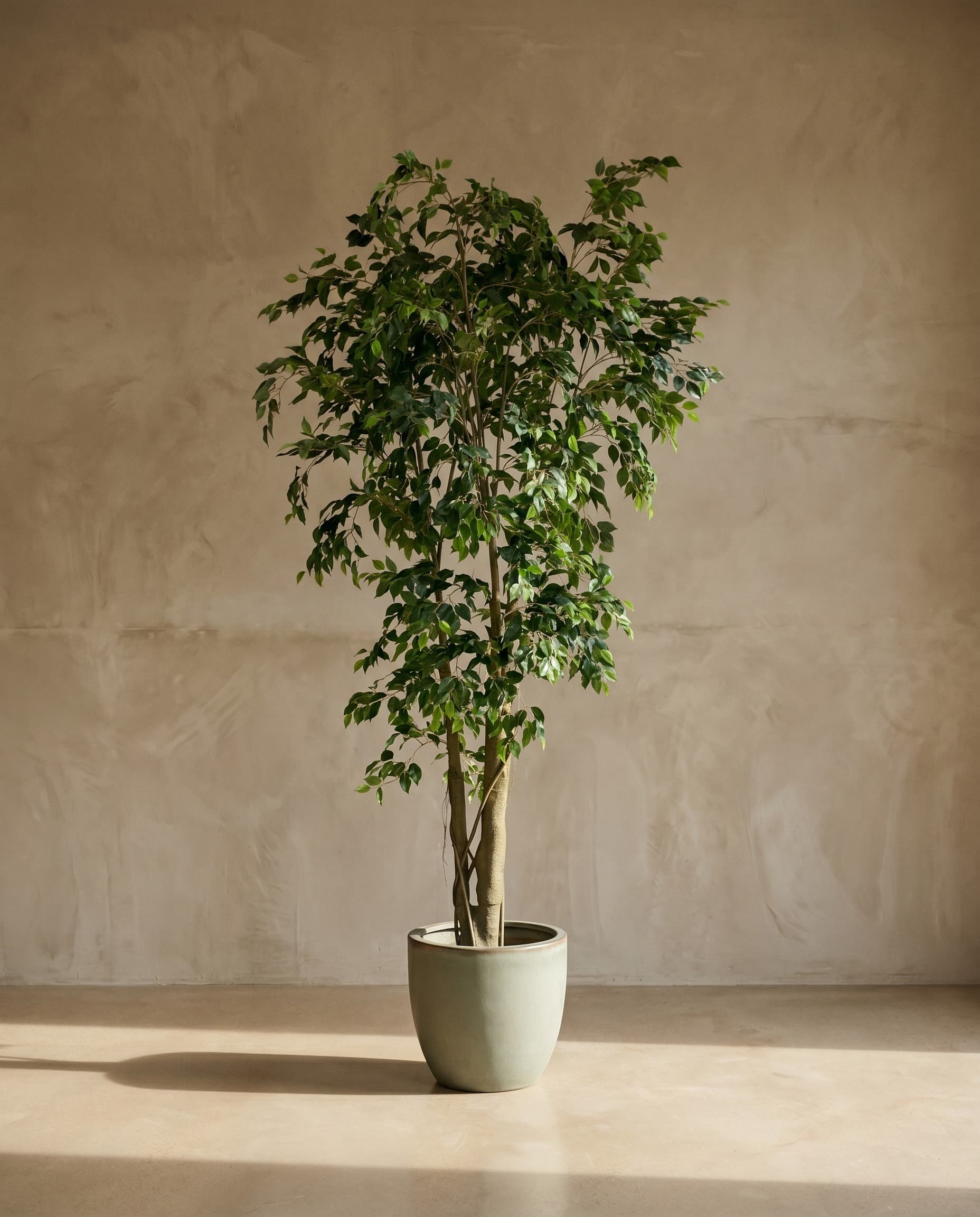 The Weeping Ficus · 3m