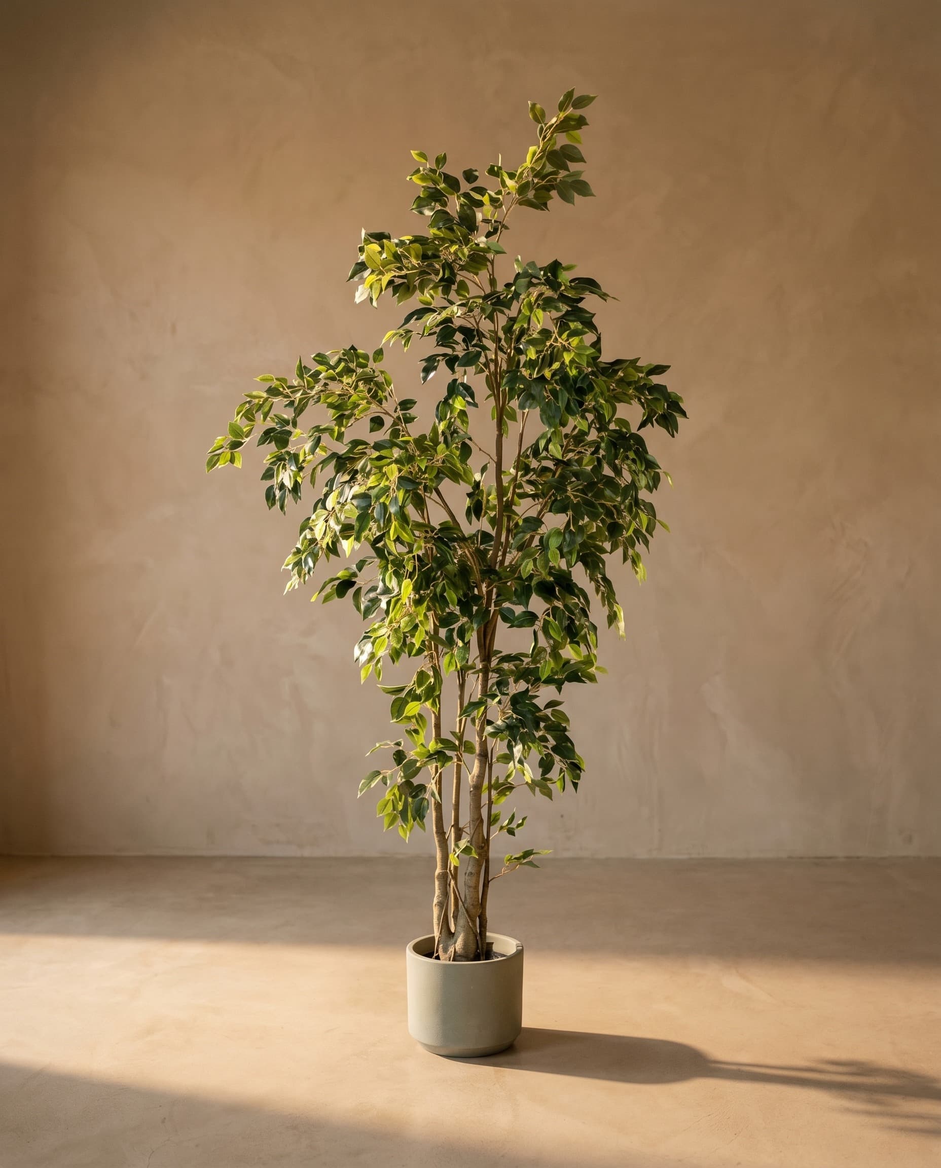 The Ficus Benjamina · 2.4m — The Sculptures