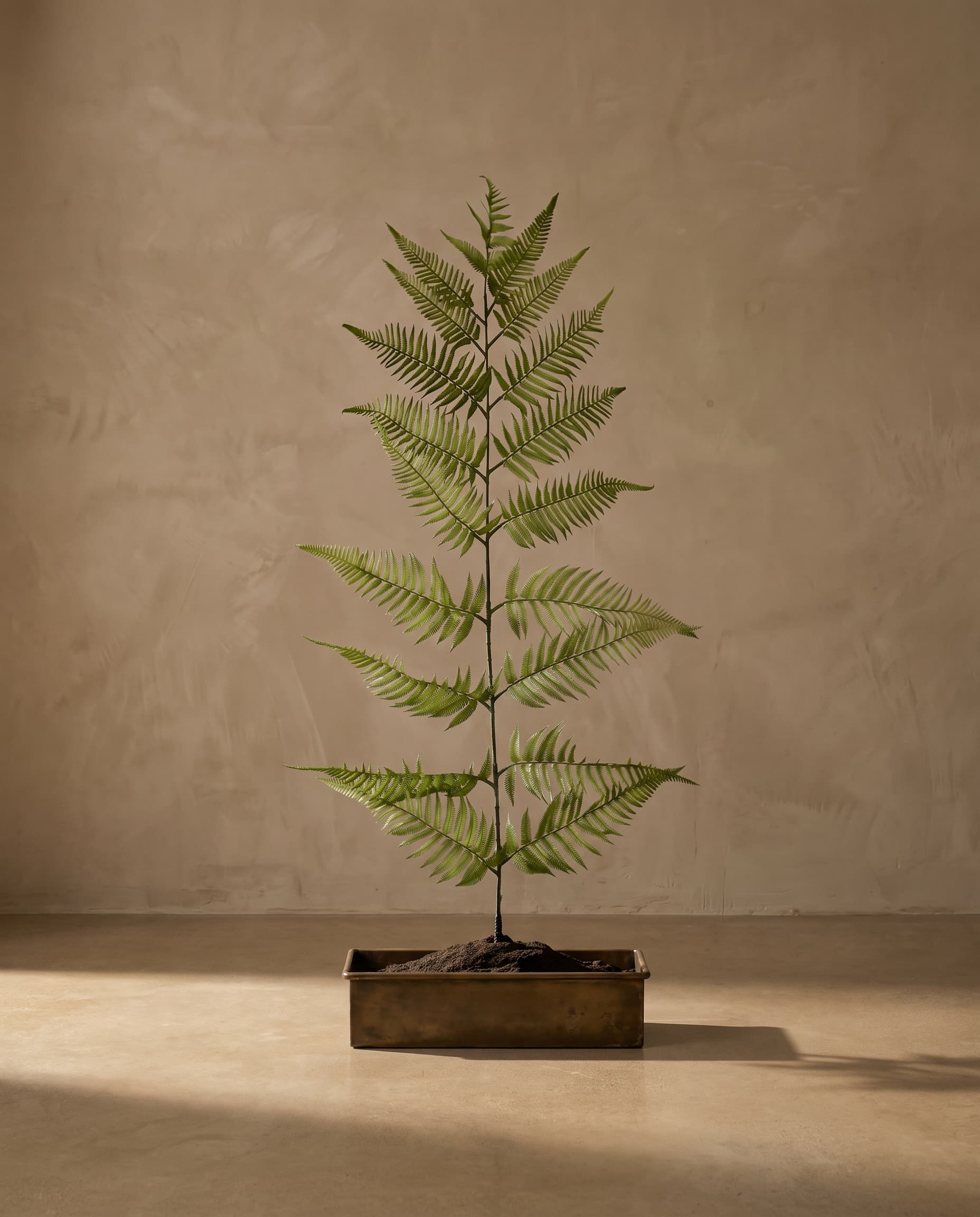 The Tree-like branch of fern · 1.8m