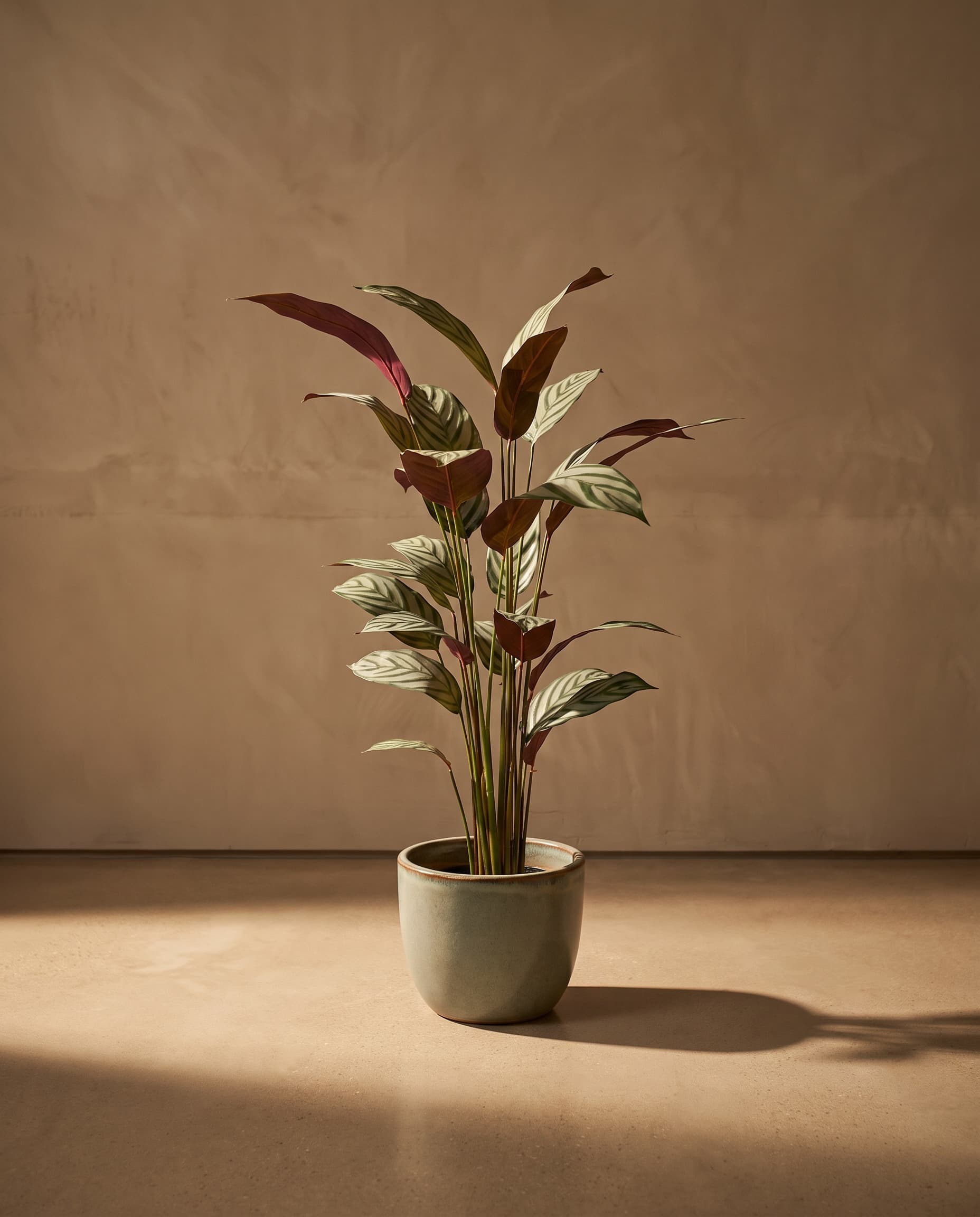 The Statement Tree · 1.6m