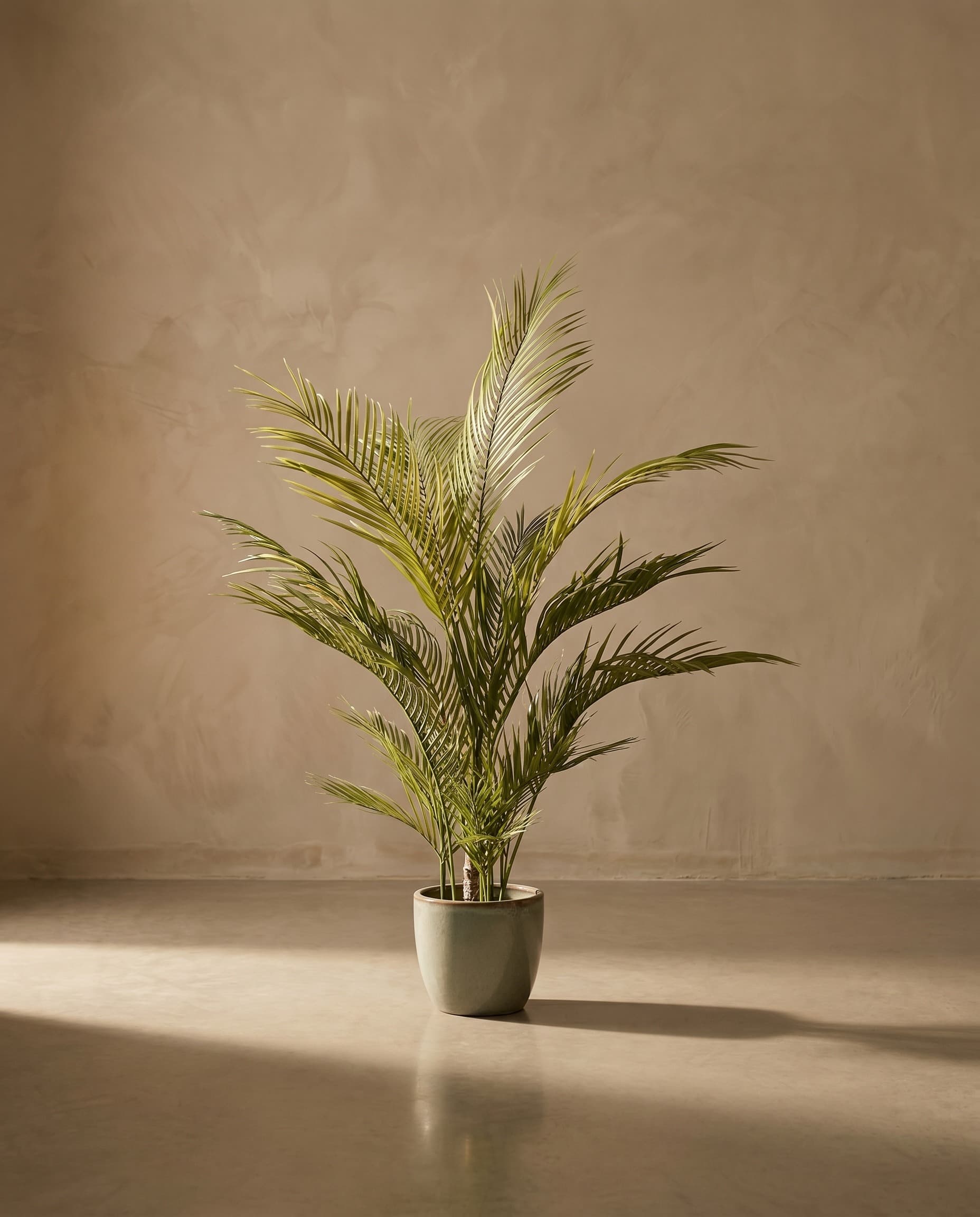 The Areca Palm · 1.2m — The Sculptures