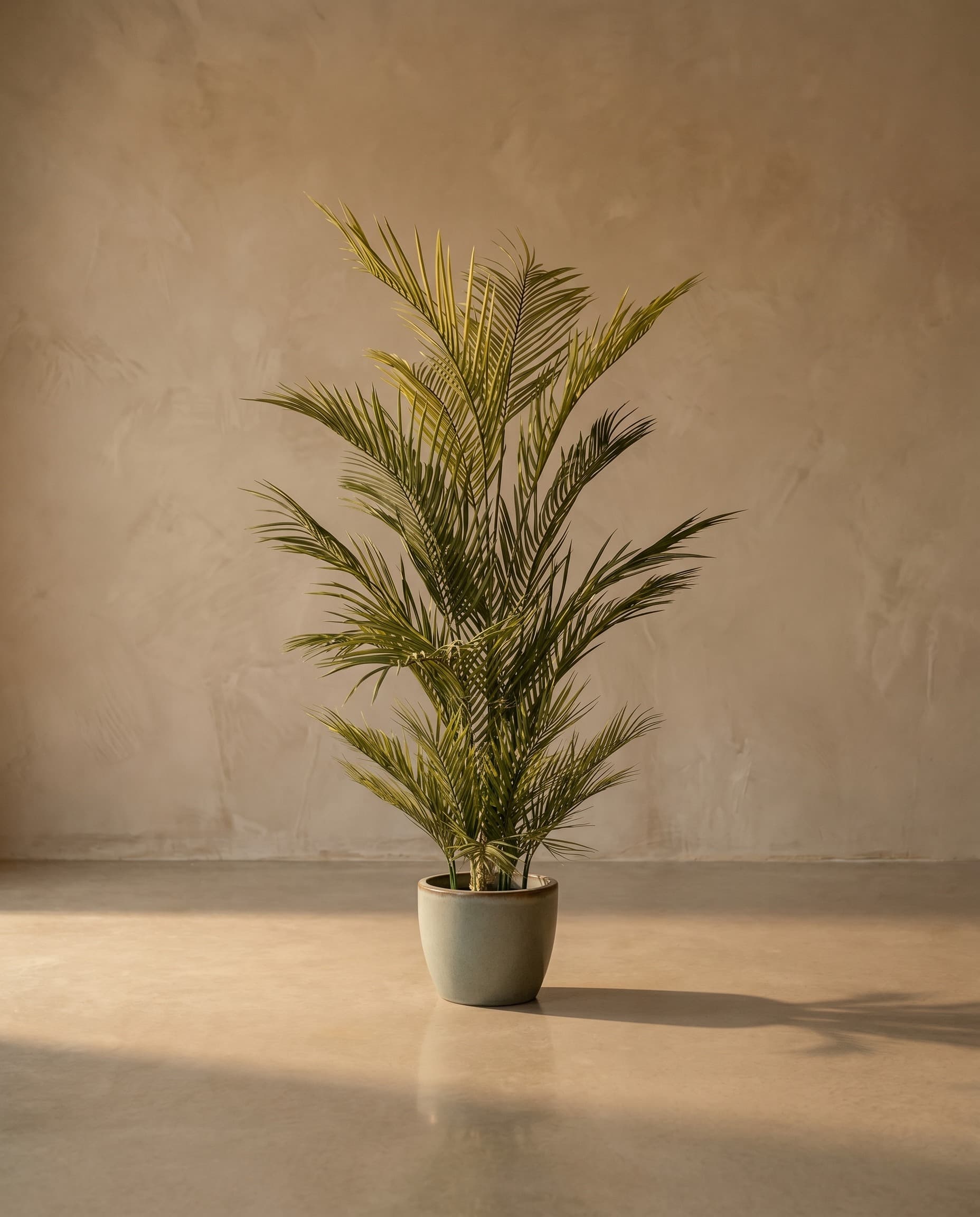 The Areca Palm · 1.5m — The Sculptures