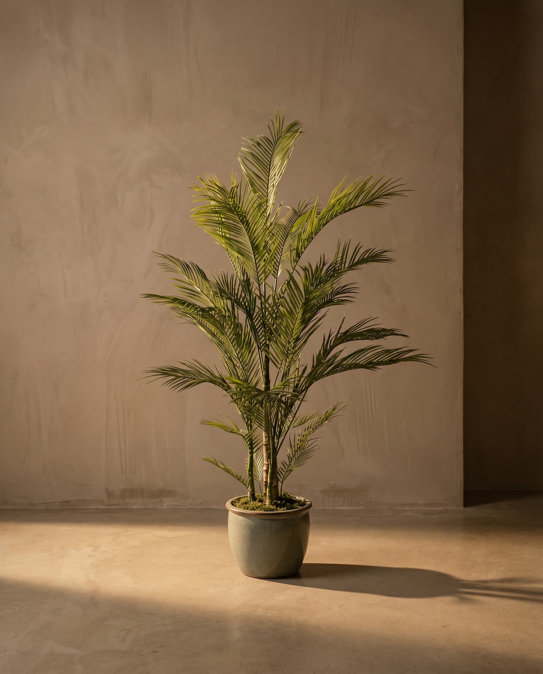 The Areca Palm · 1.8m — The Sculptures