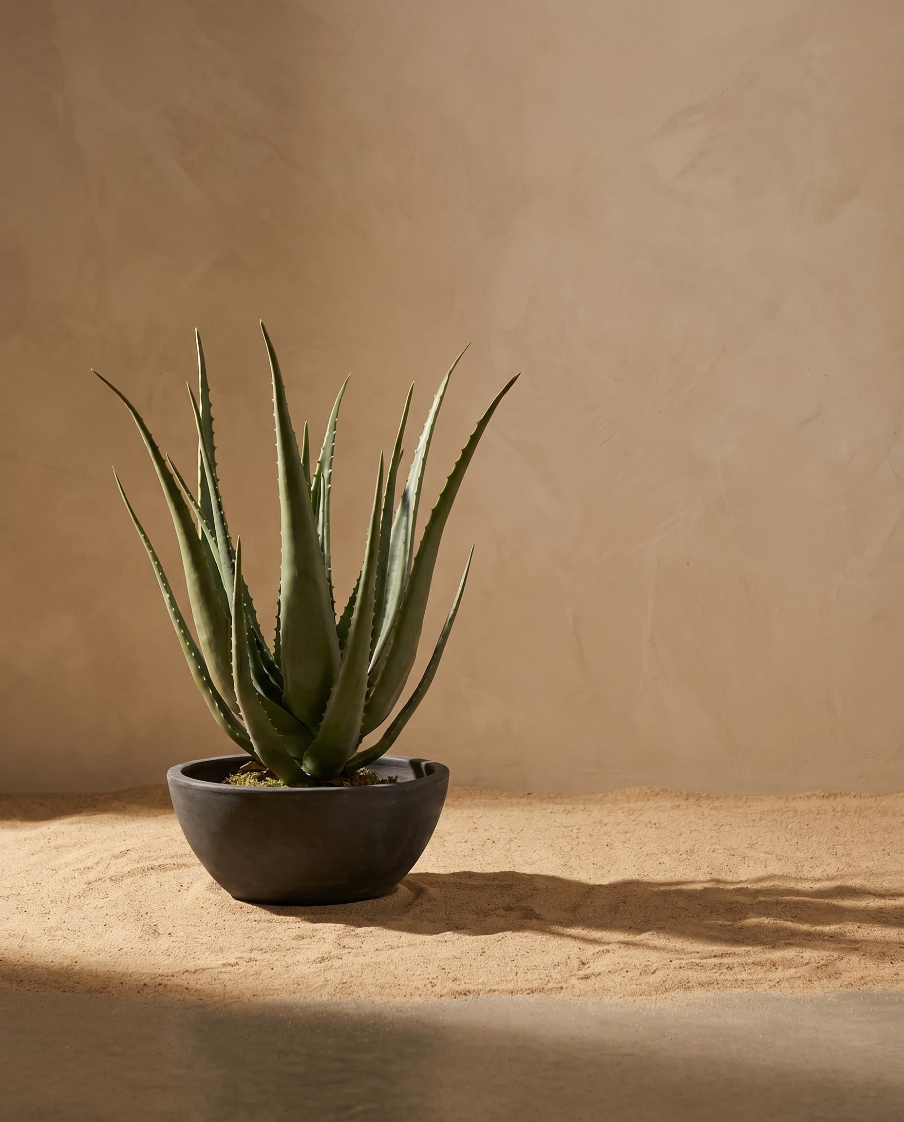The Cactus · 69cm