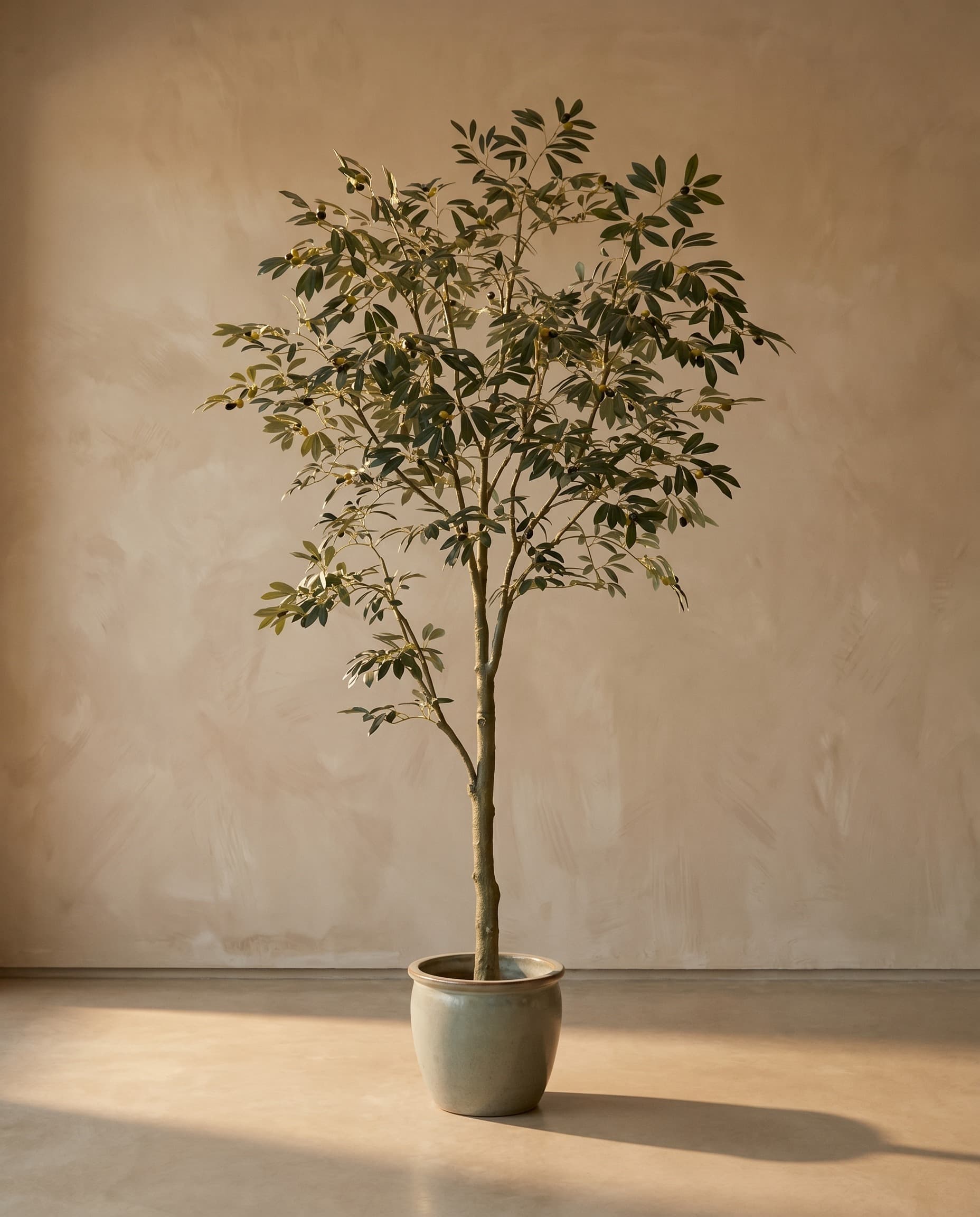 The Leccino Olive · 2.1m — The Sculptures