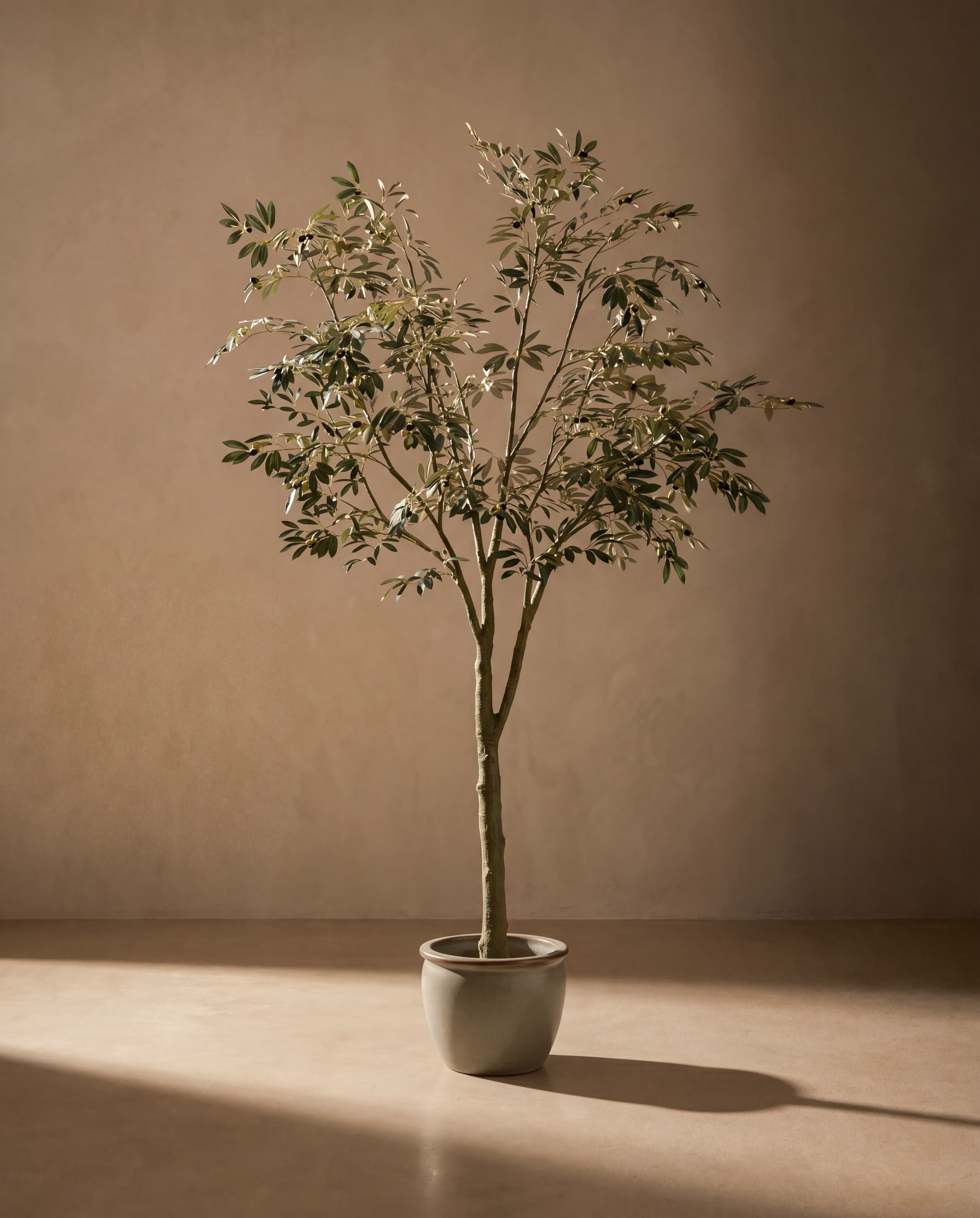 The Leccino Olive · 2.4m — The Sculptures