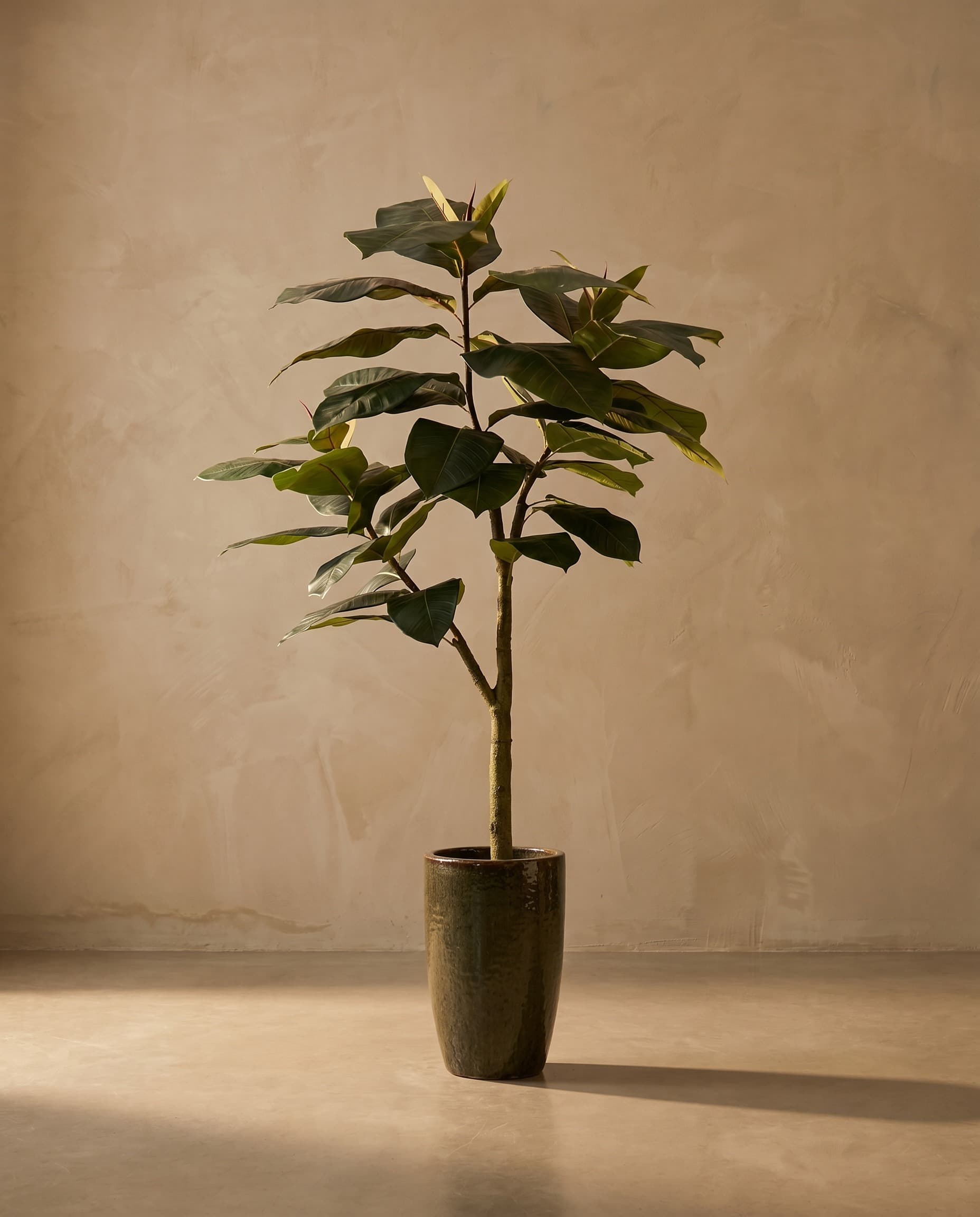 The Rubber Ficus · 1.8m — The Sculptures