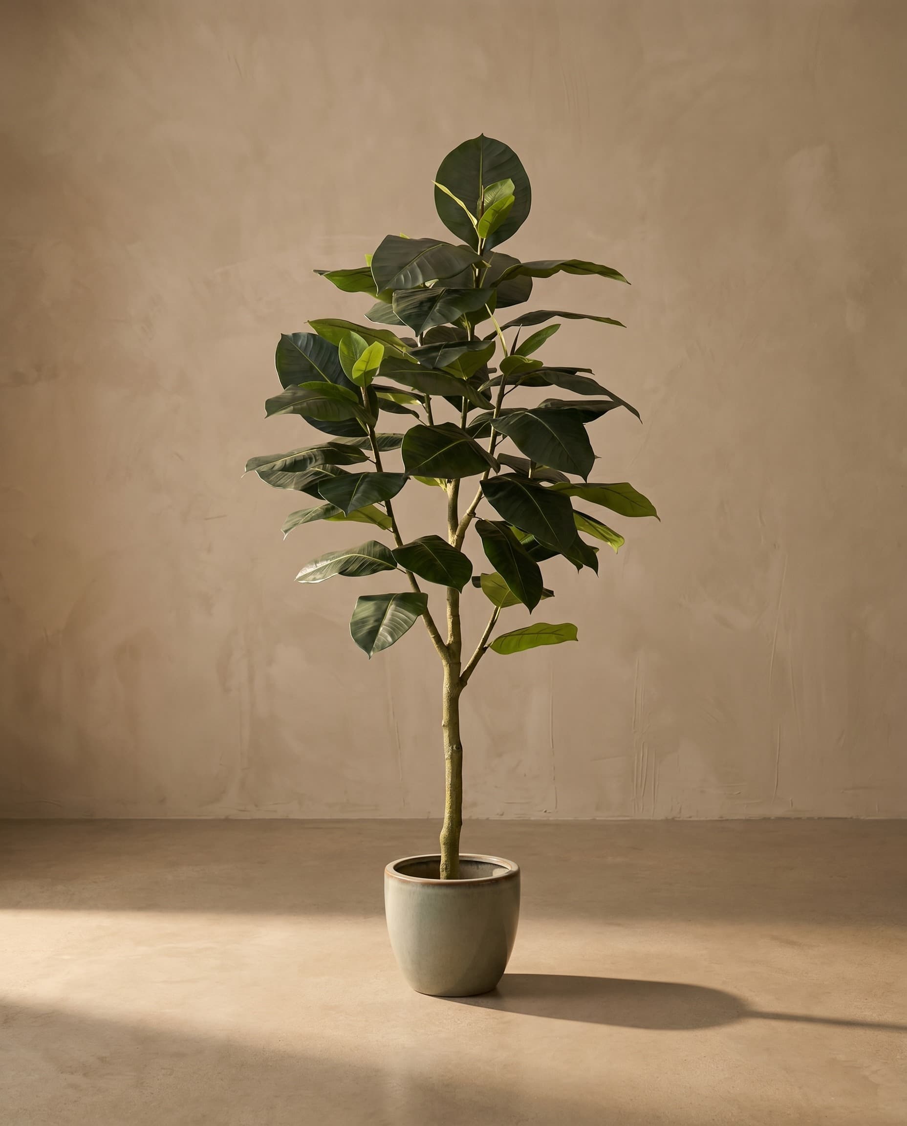 The Rubber Ficus · 2.1m — The Sculptures