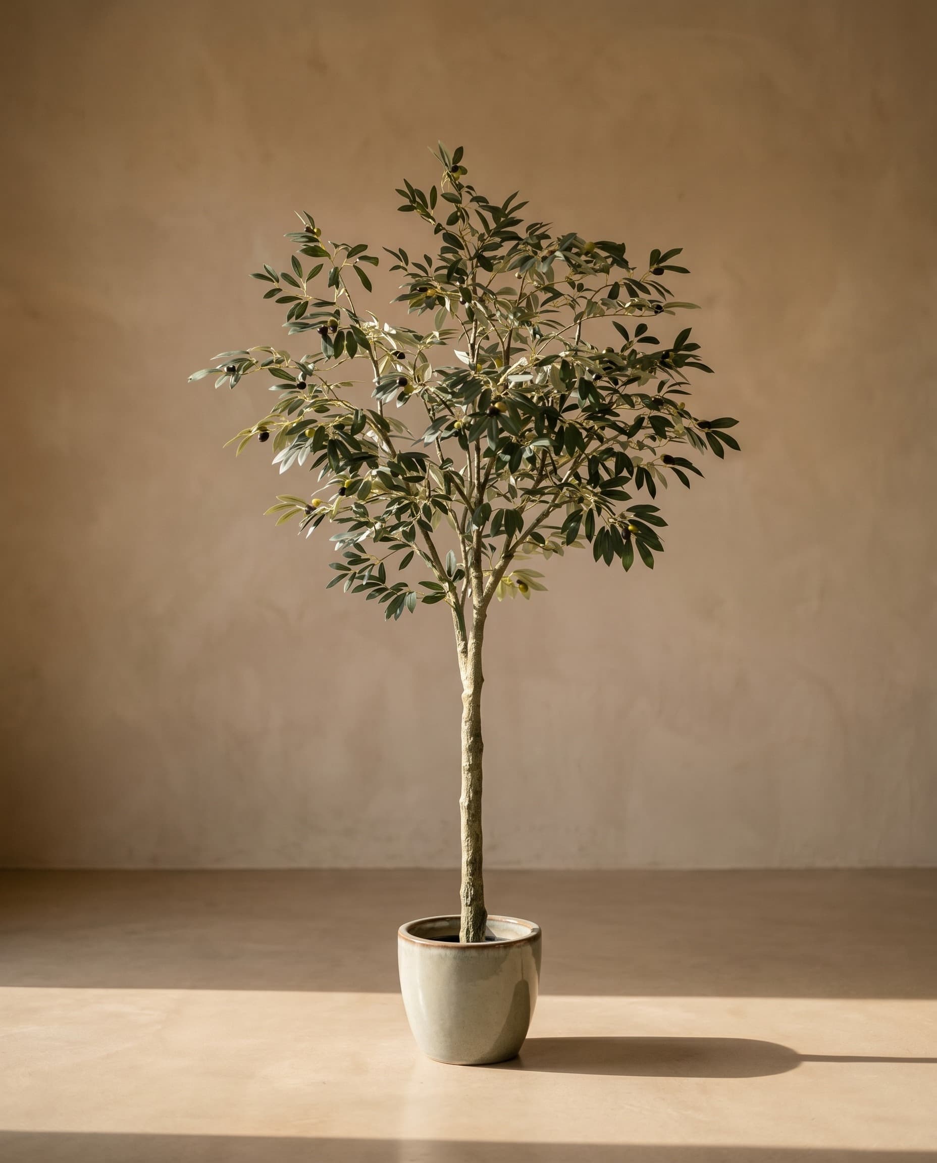 The Leccino Olive · 1.8m — The Sculptures