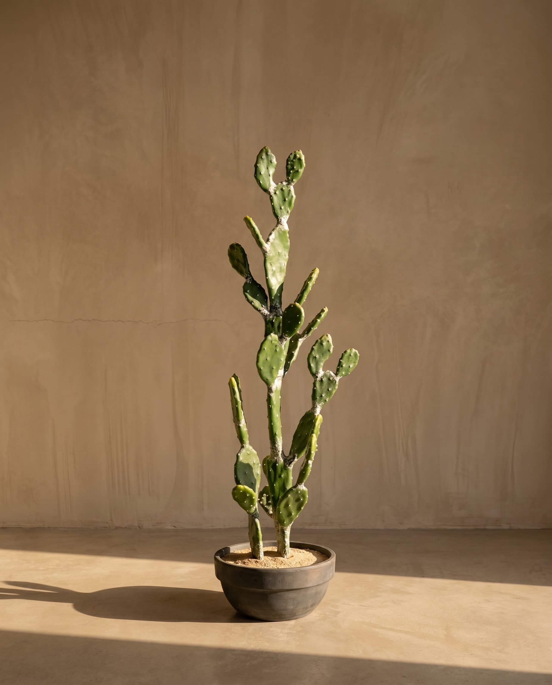 The Opuntia · 1.12m — The Desert
