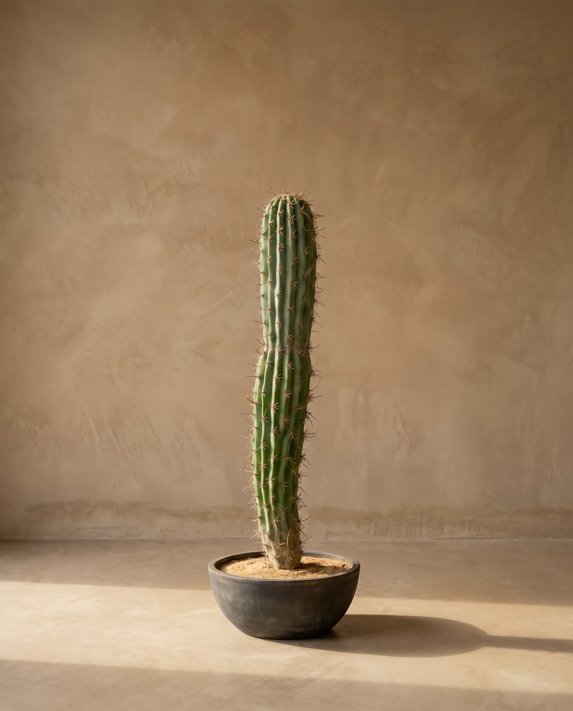The Cereus Column · 1.13m