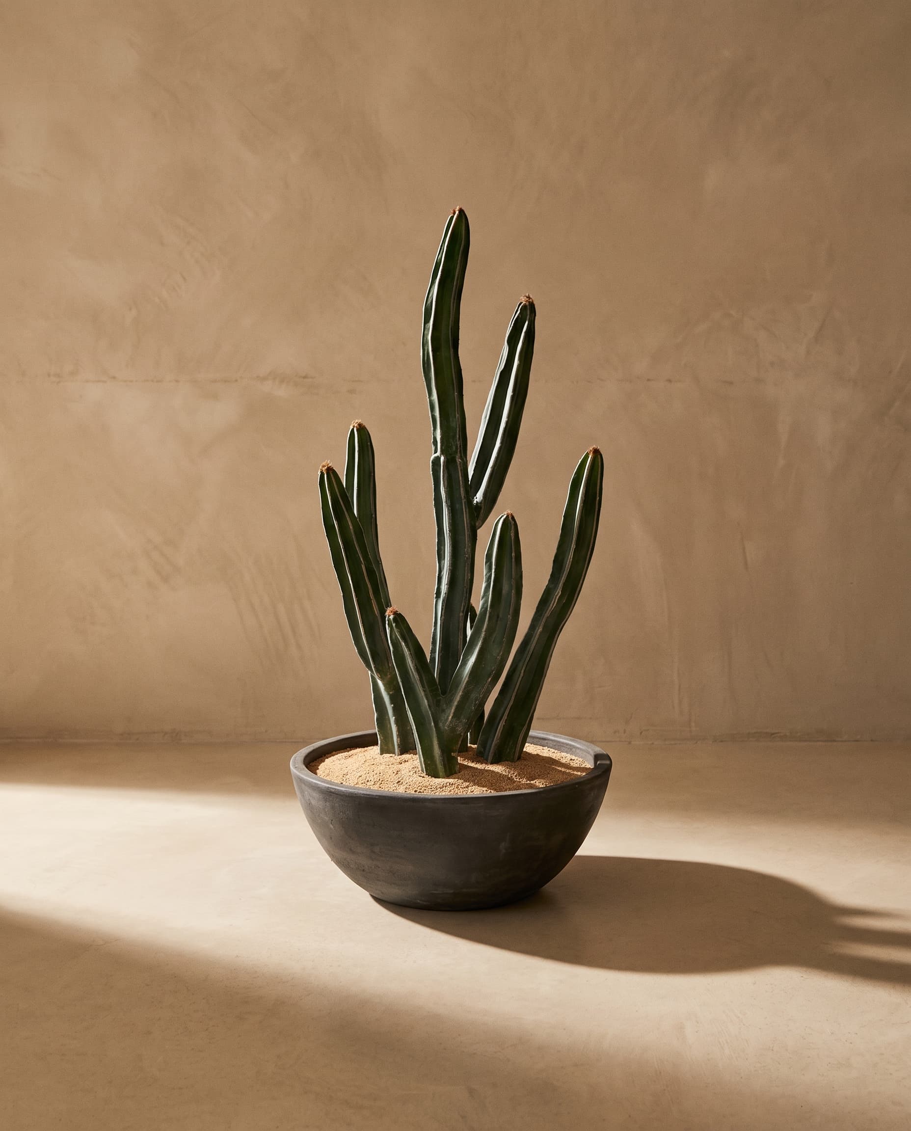 The Cactus · 51cm