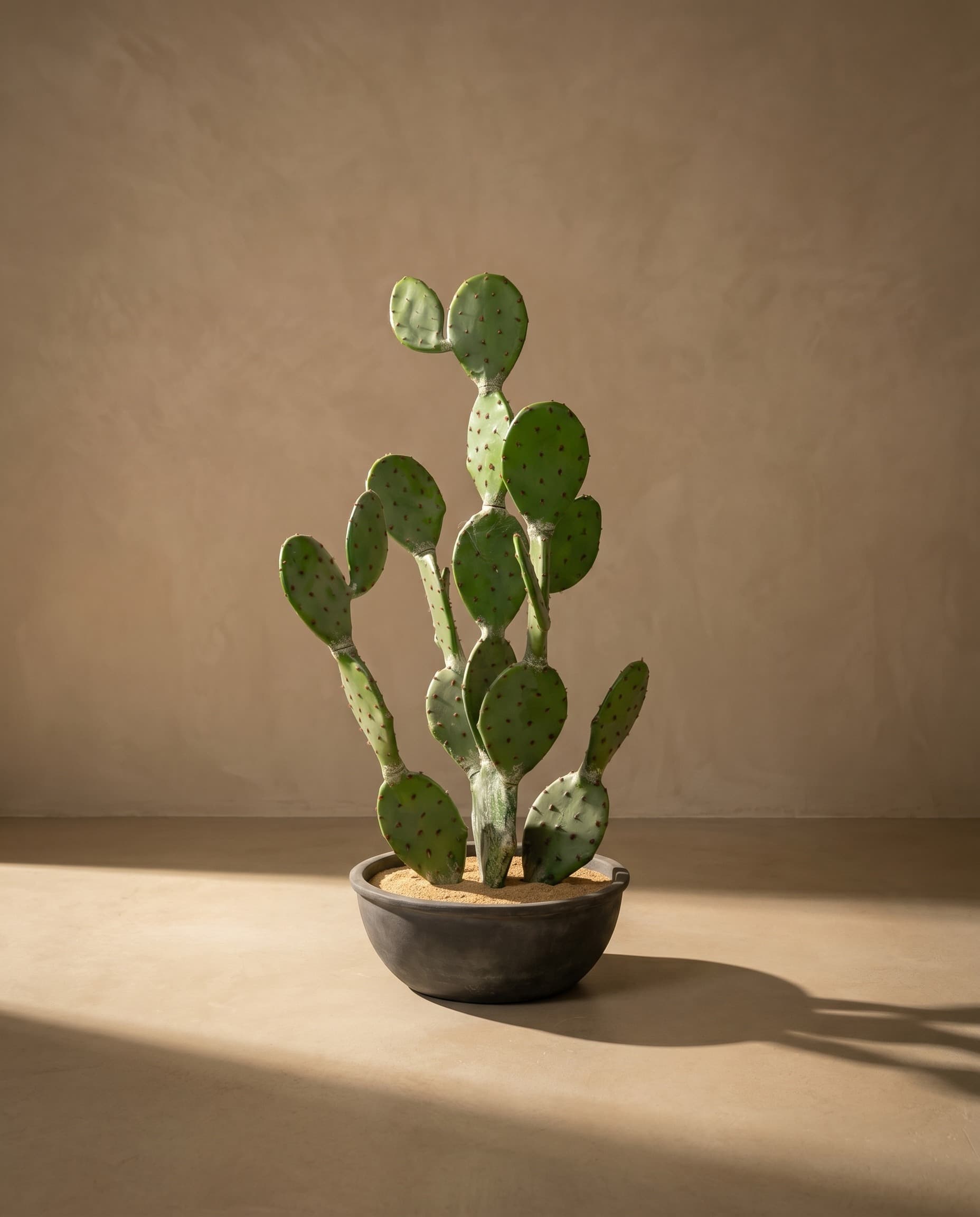 The Opuntia · 1.29m