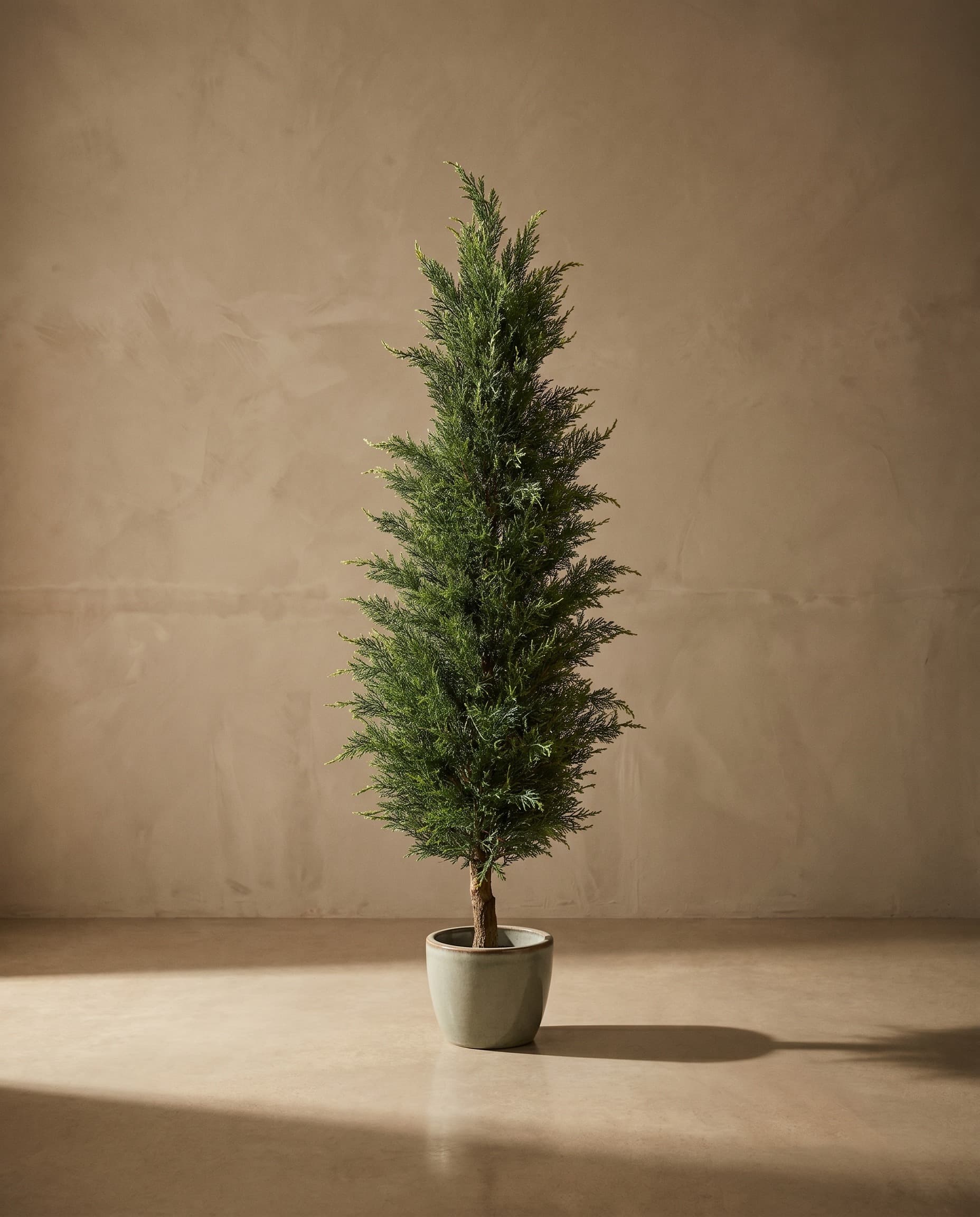 The Thuja · 1.8m — The Sculptures