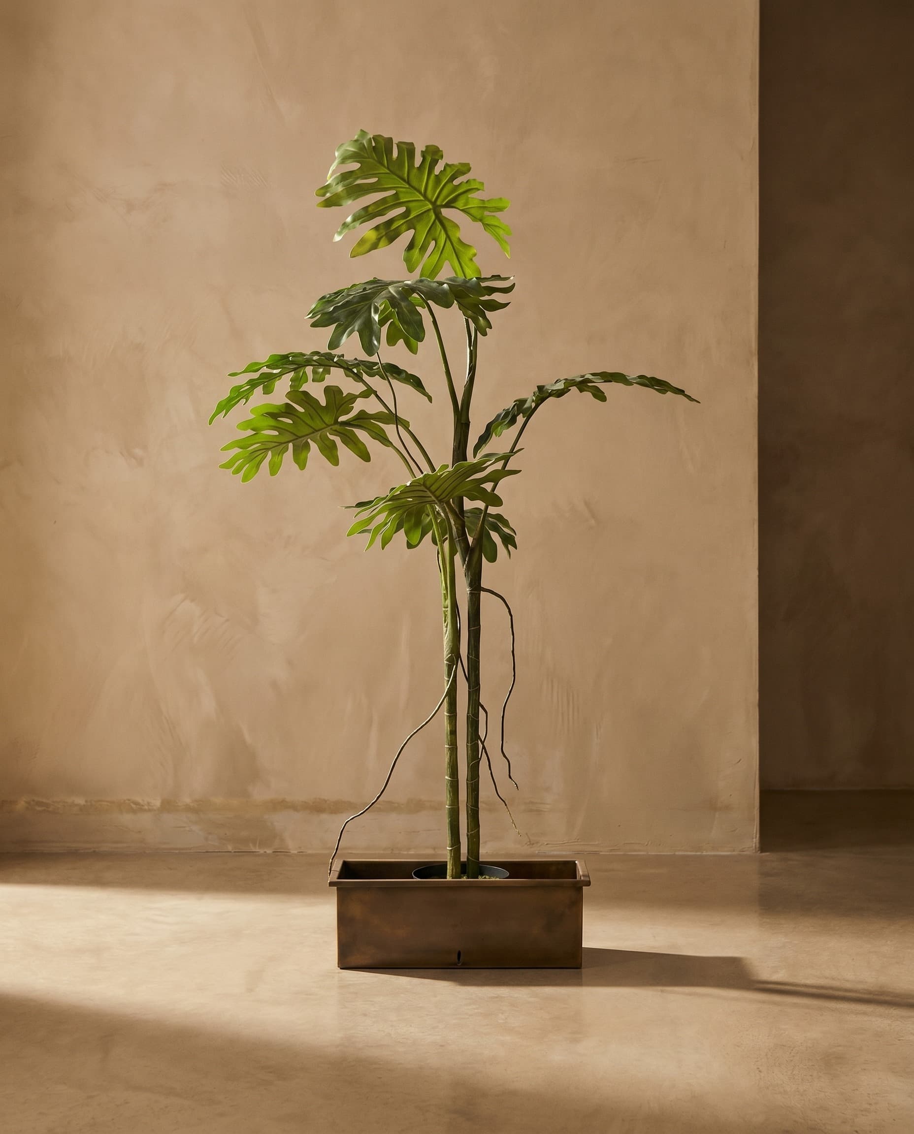 The Philodendron Liana · 1.3m