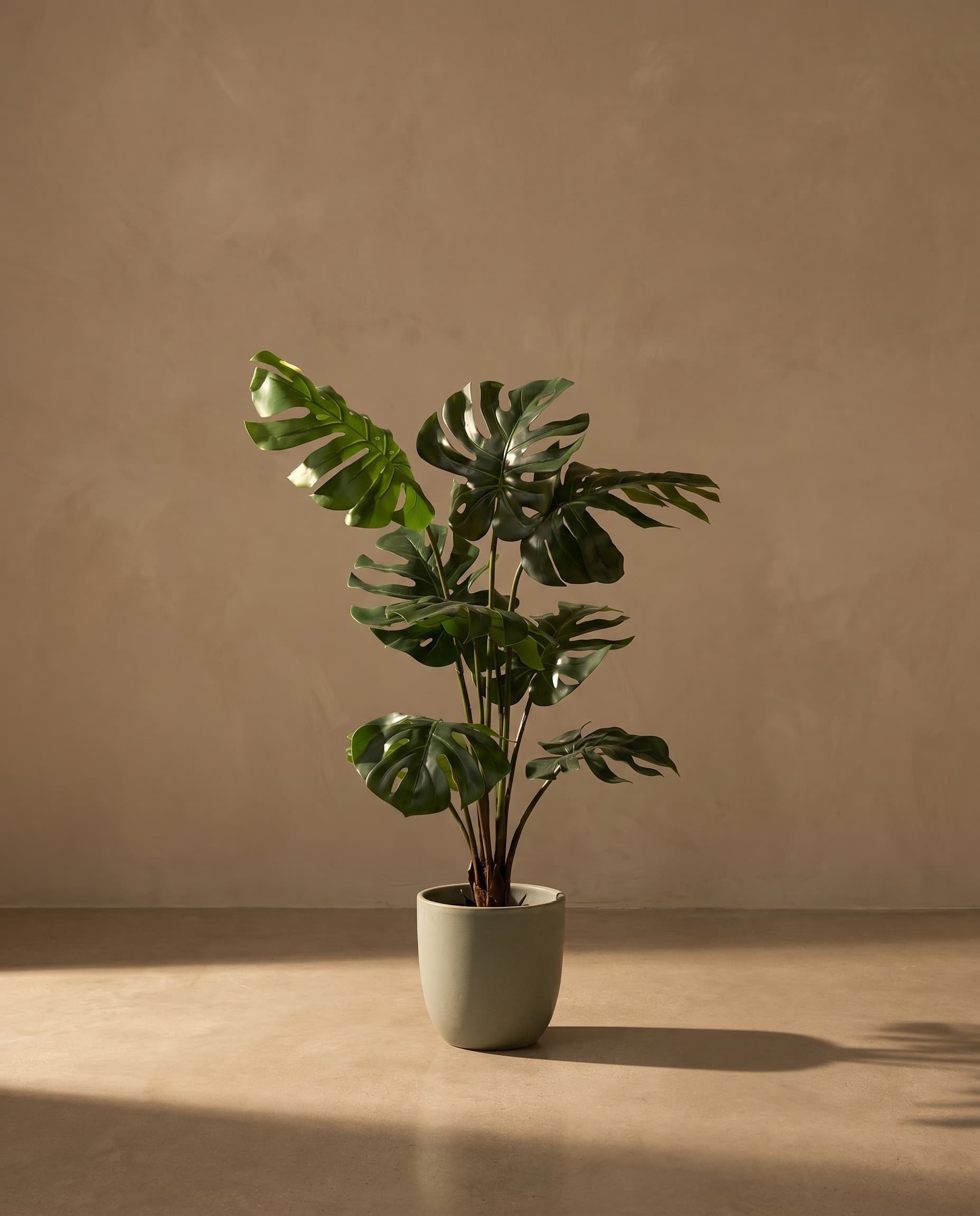 The Monstera · 1.2m — The Verdure