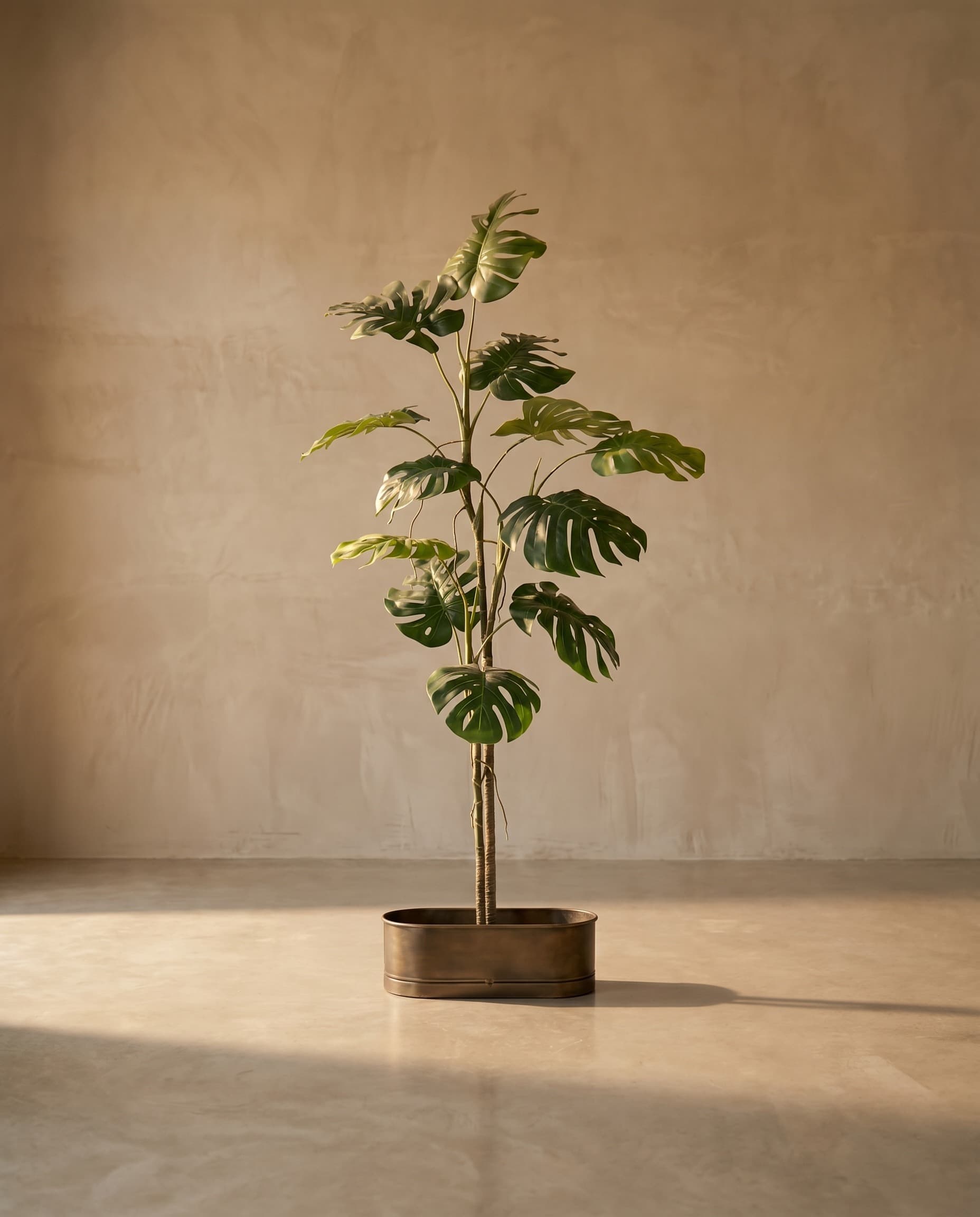 The Monstera Liana · 2m