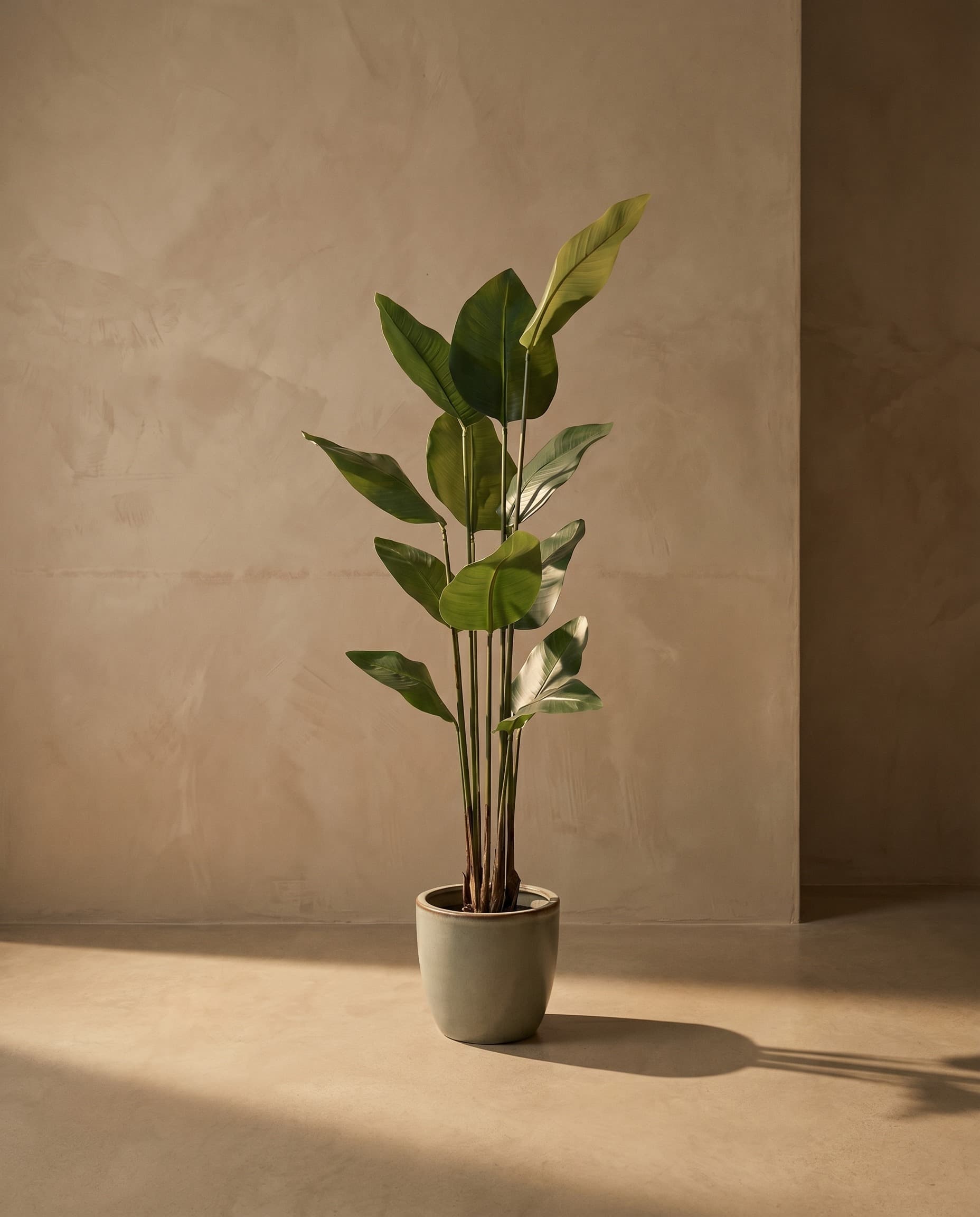The Strelitzia Nicolai · 1.5m — The Sculptures