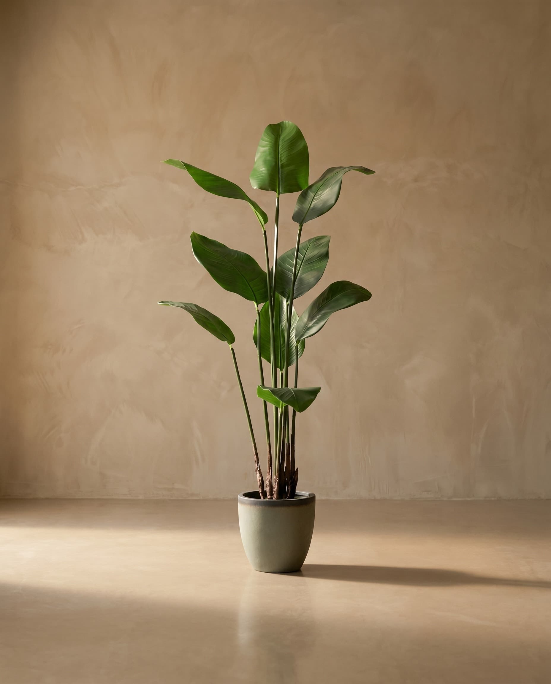 The Strelitzia Nicolai · 1.3m — The Sculptures