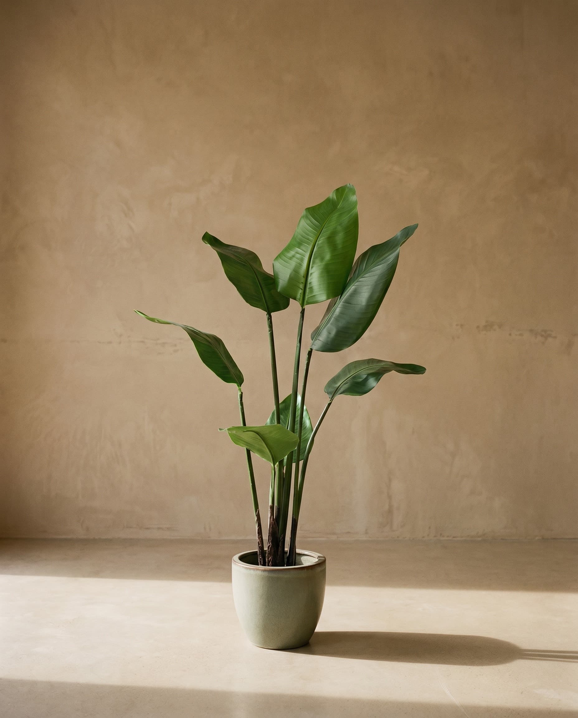 The Strelitzia Nicolai · 1.08m — The Sculptures