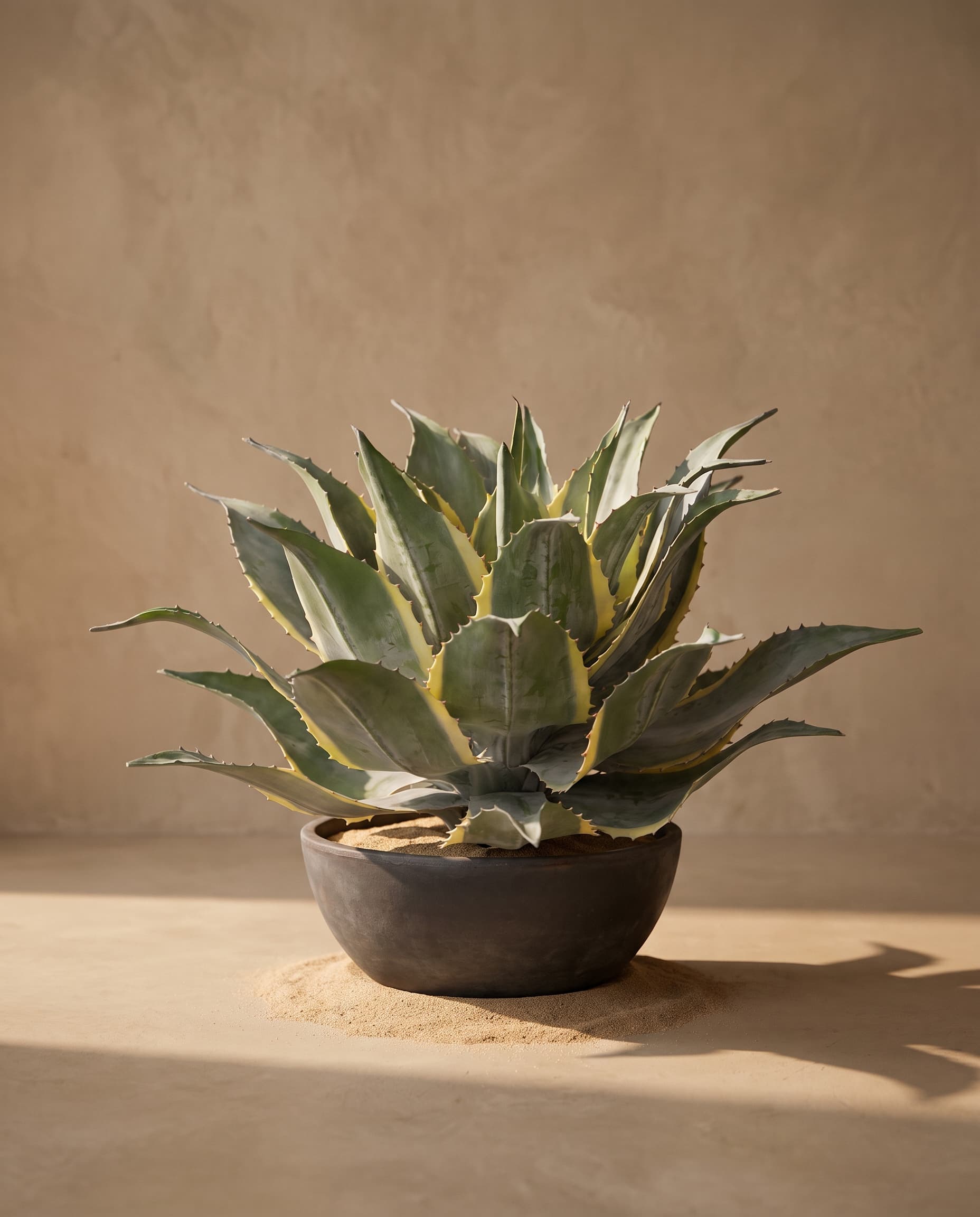 The Yucca
