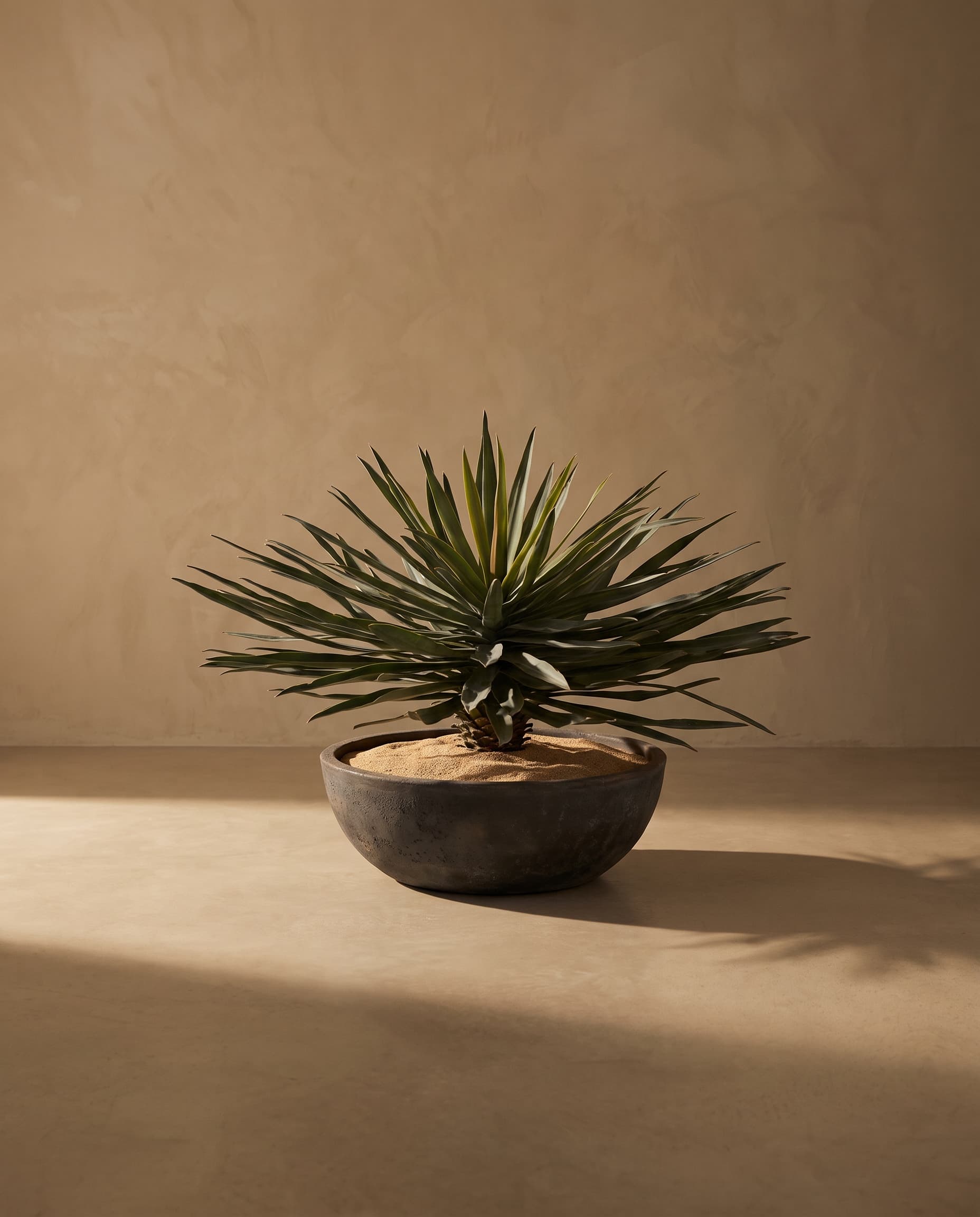 The Yucca
