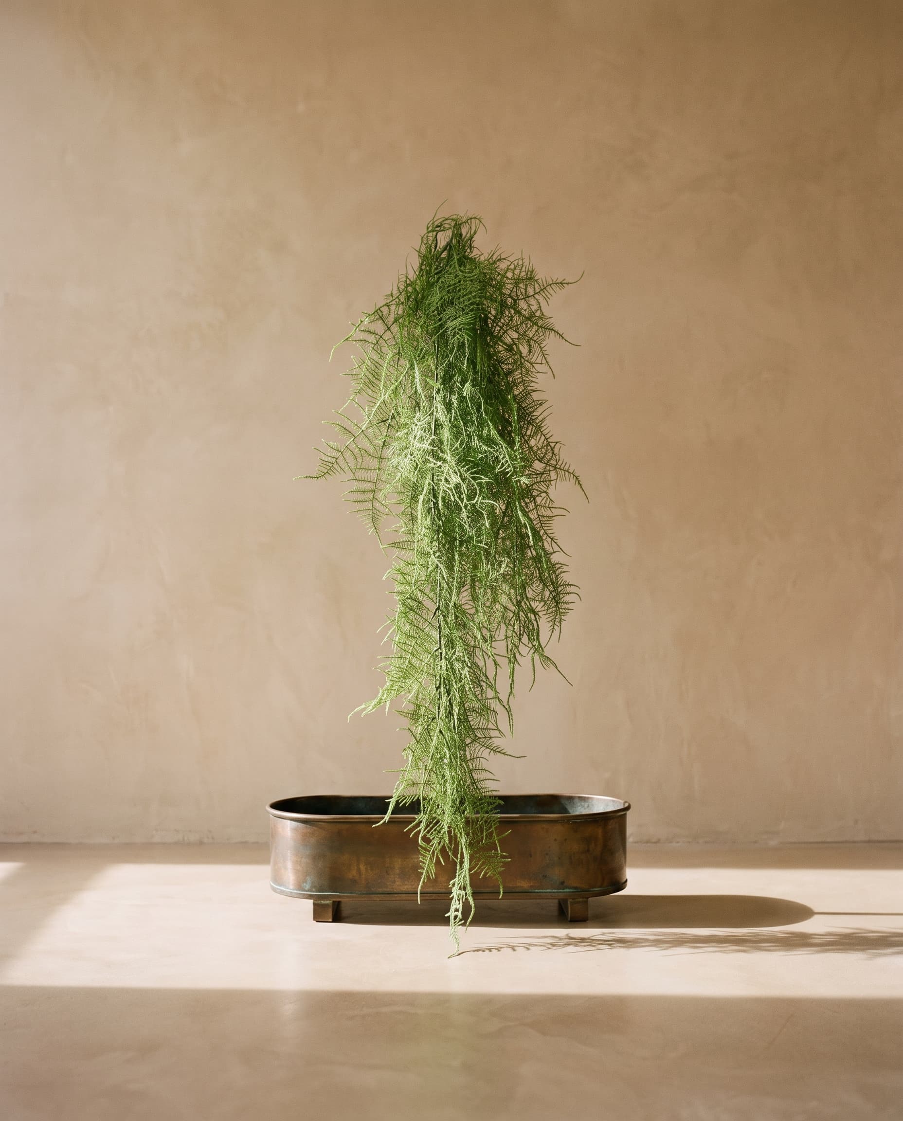 The Asparagus benuissimus