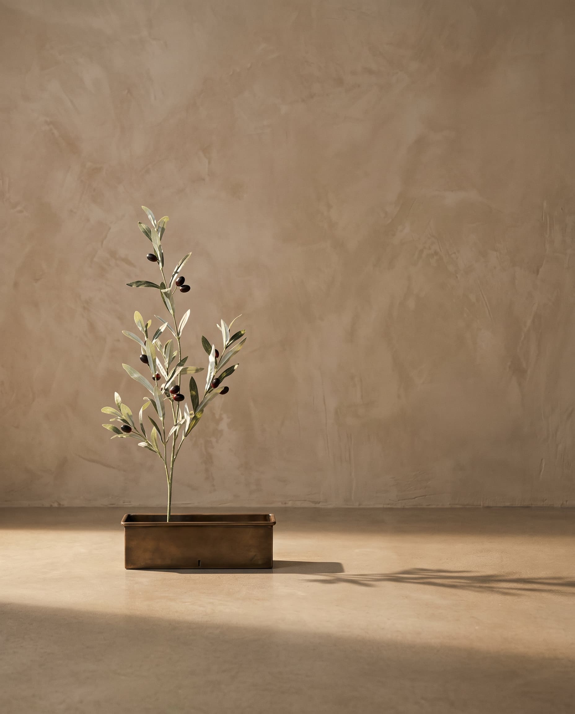 The Olive branch with fruits high · 1.12m