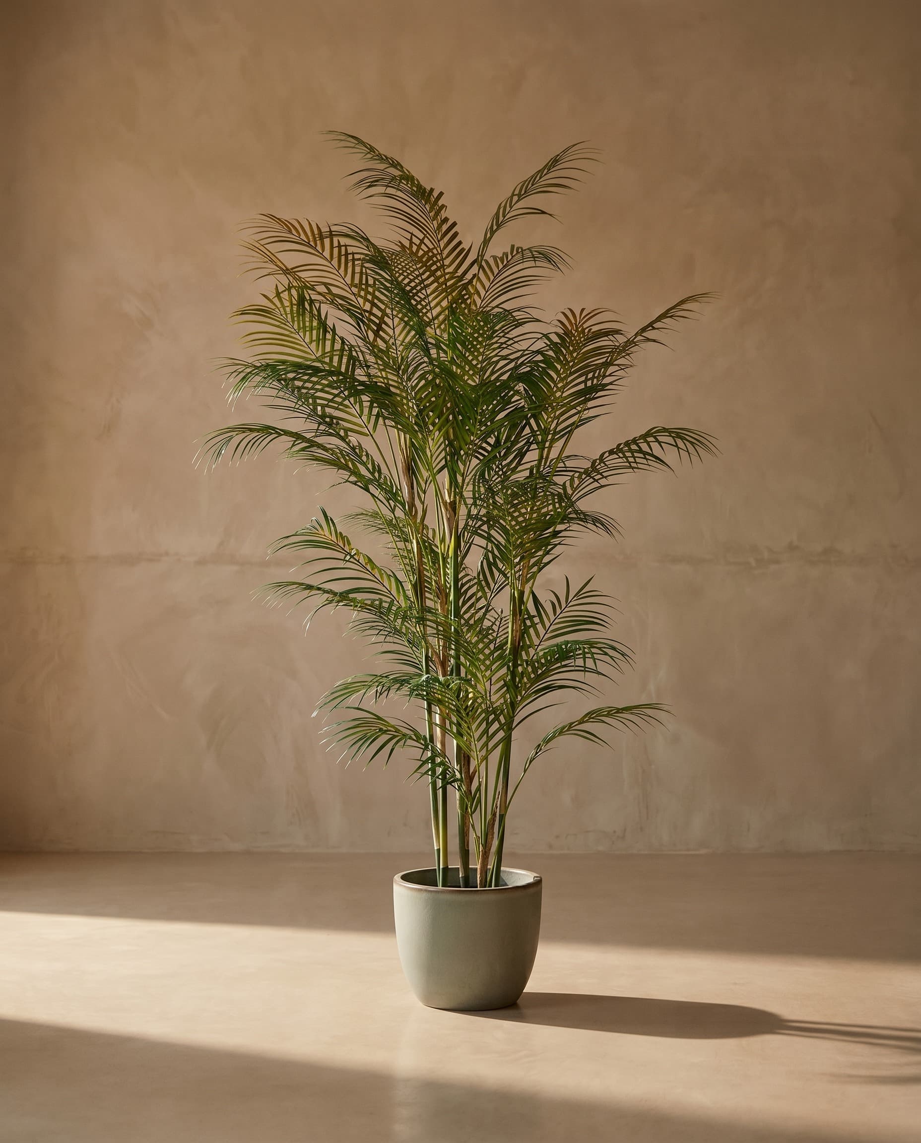 The Areca Palm · 1.5m — The Sculptures