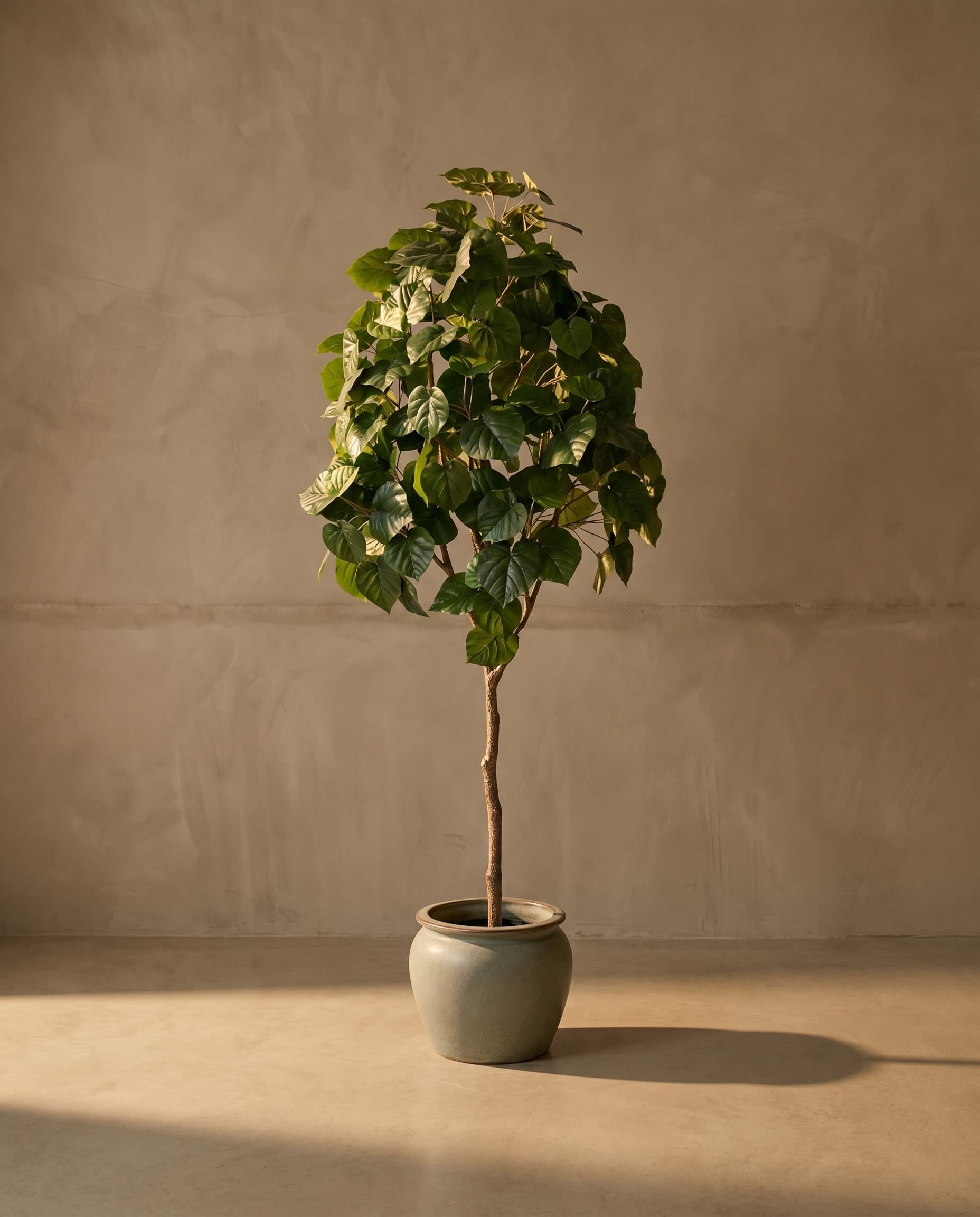 The Ficus · 1.9m — The Sculptures