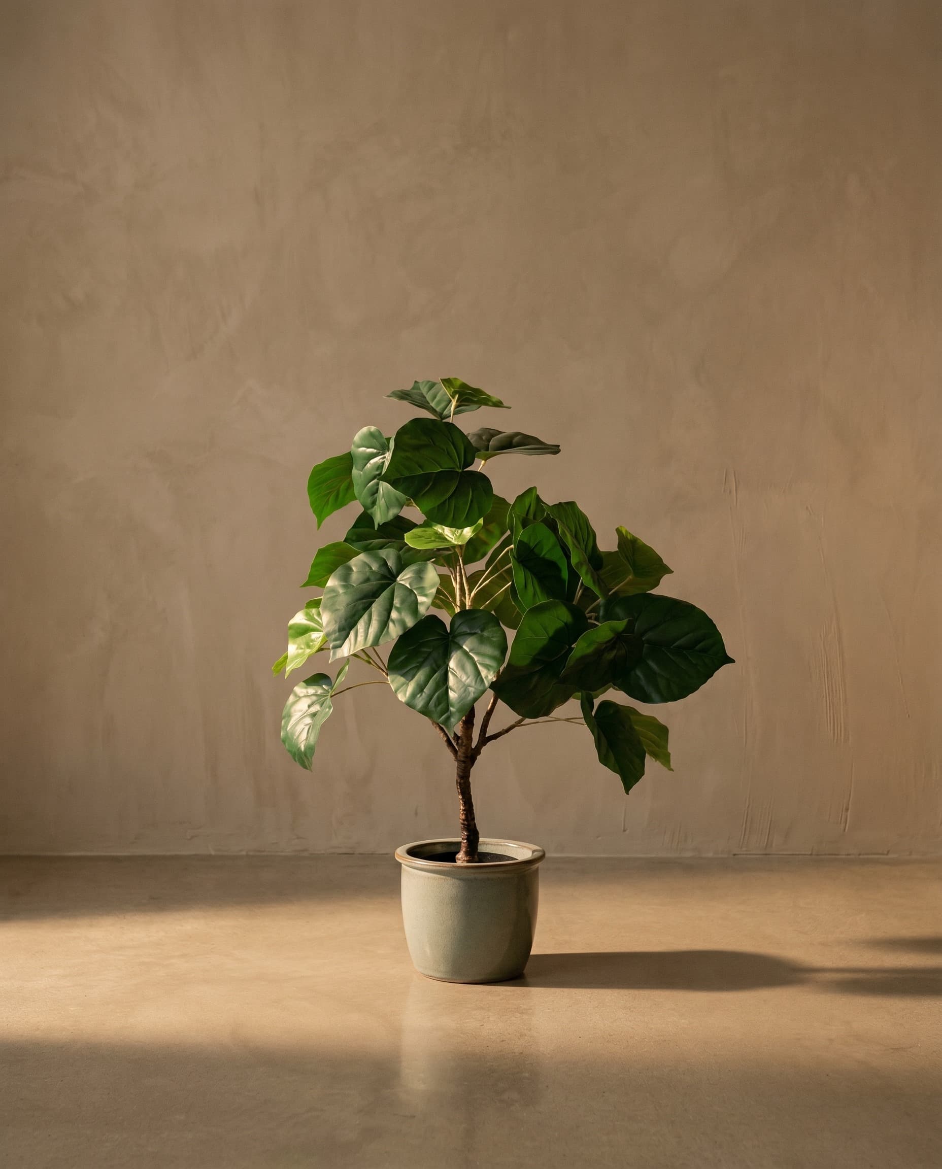 The Ficus · 76cm — The Sculptures