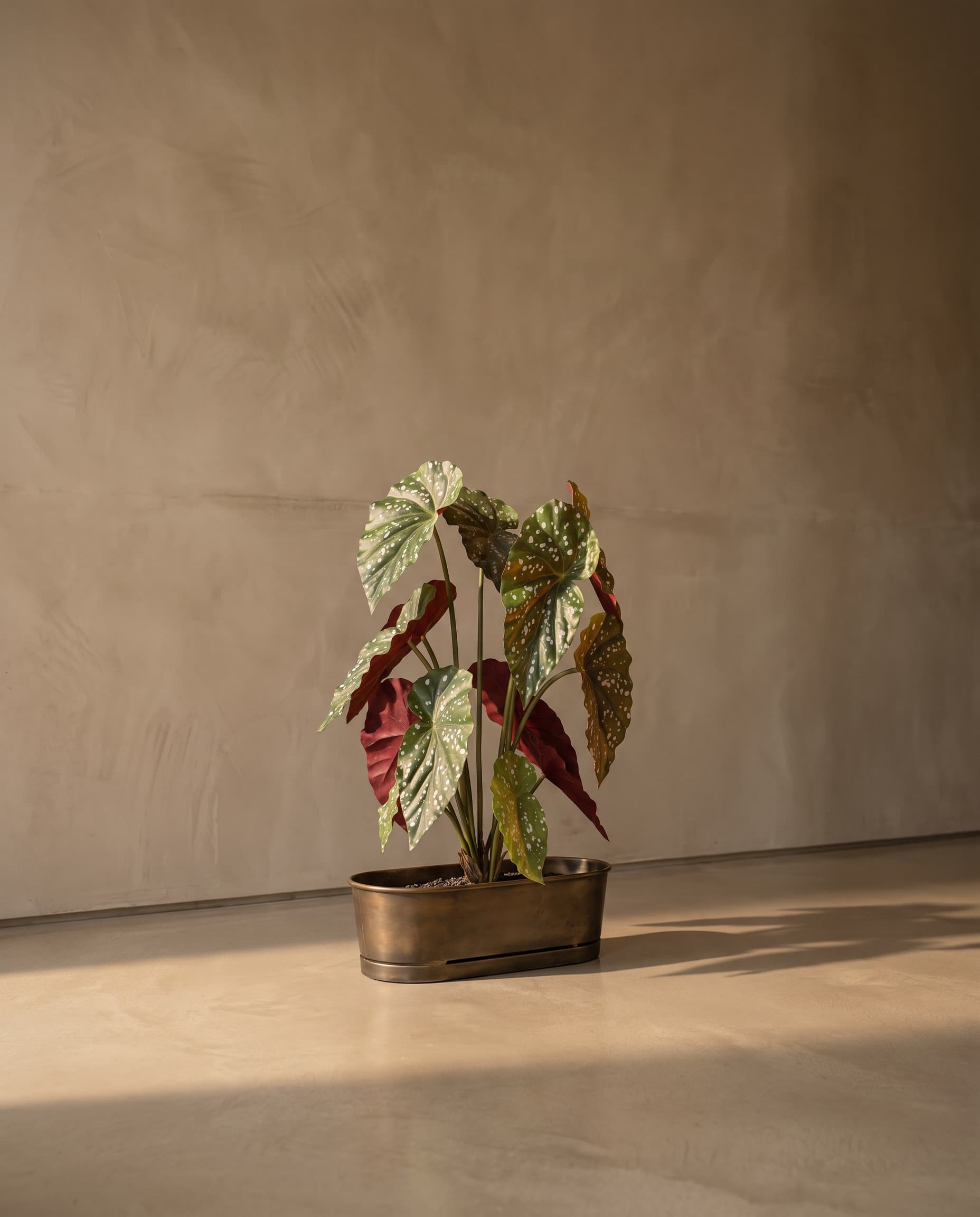 The Begonia Maculata bush of 13 leaves