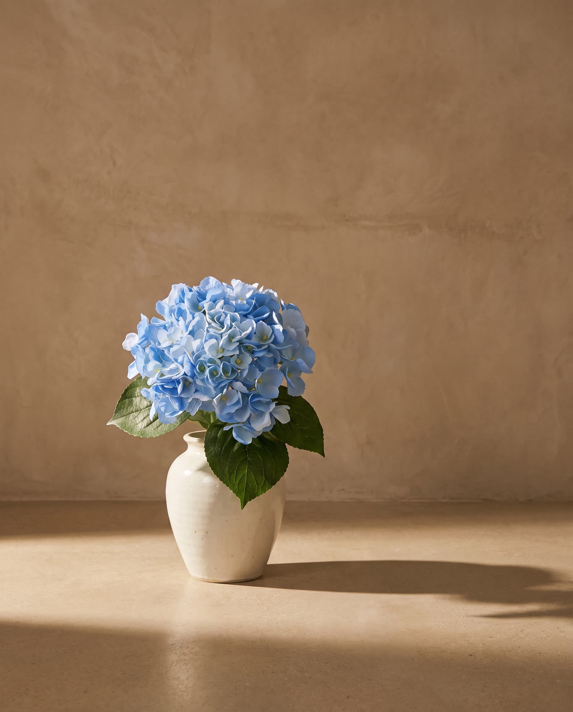 The Hydrangea macrophylla on the stem