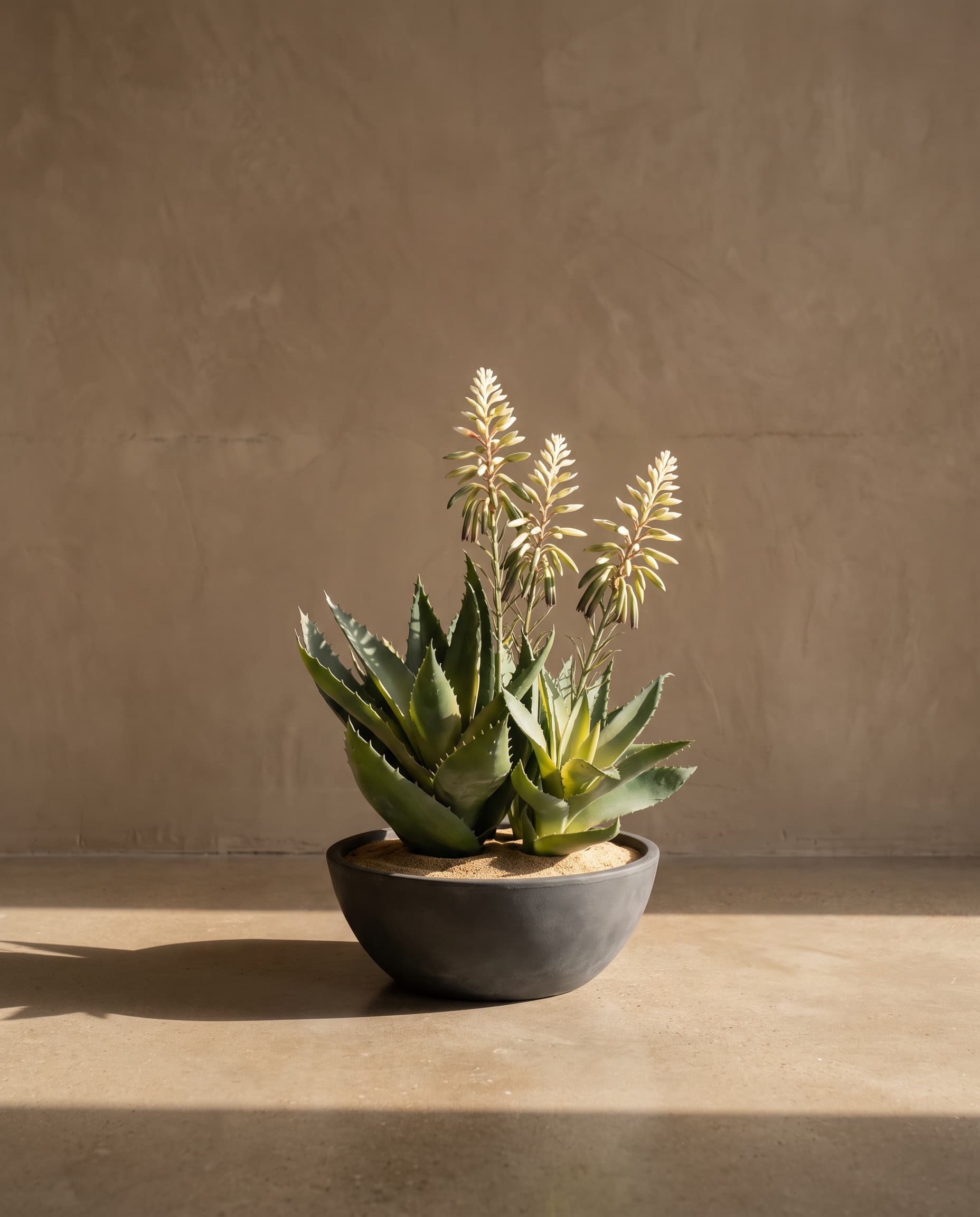 The Blooming Aloe